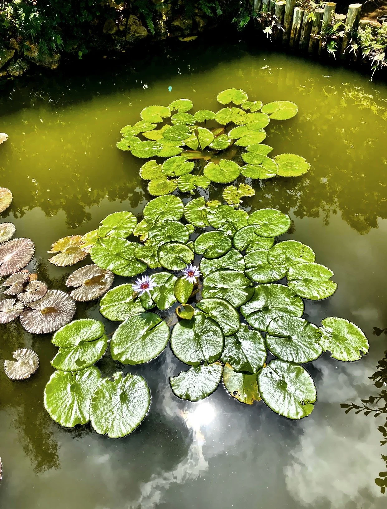  Lily pads 