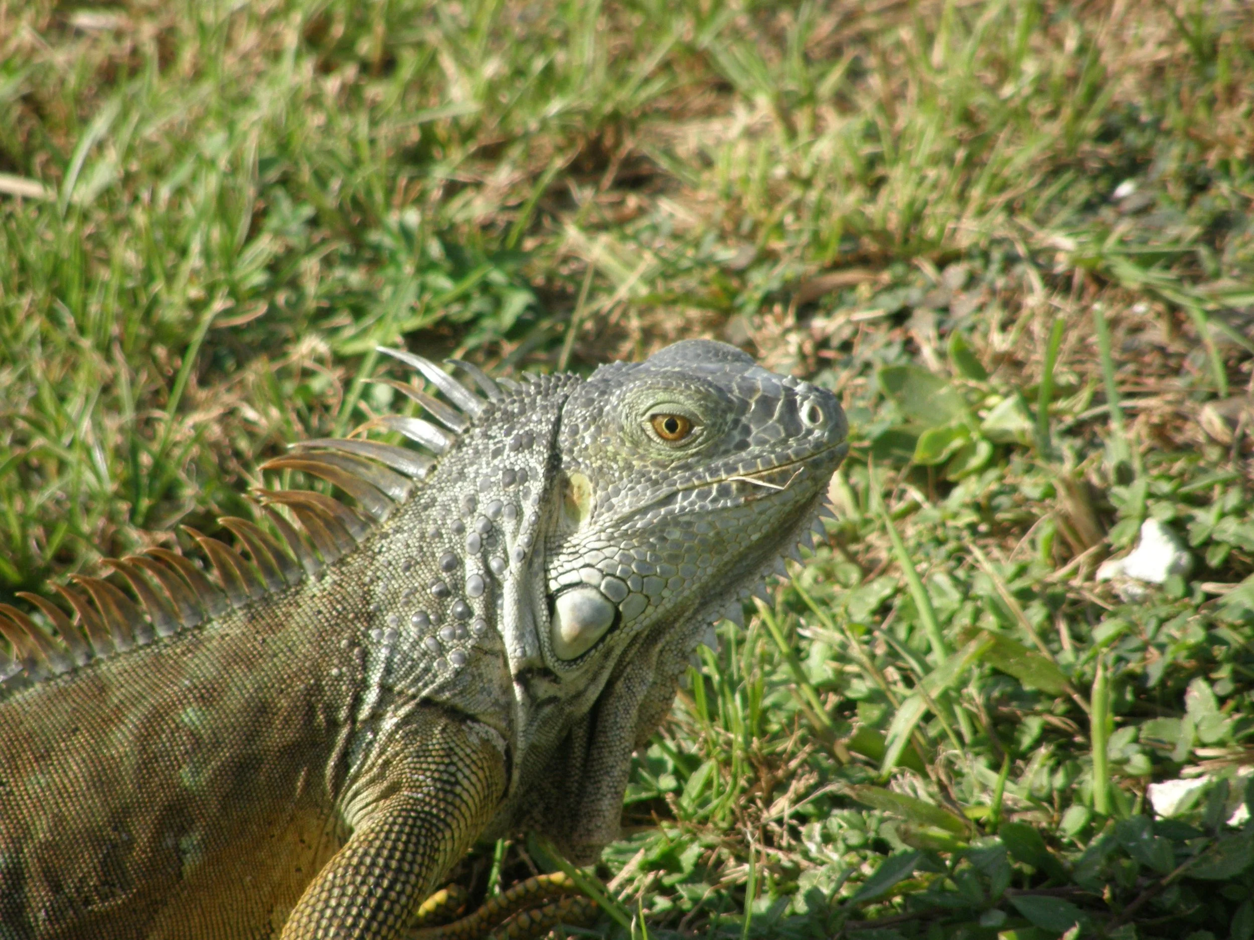  Iguana 