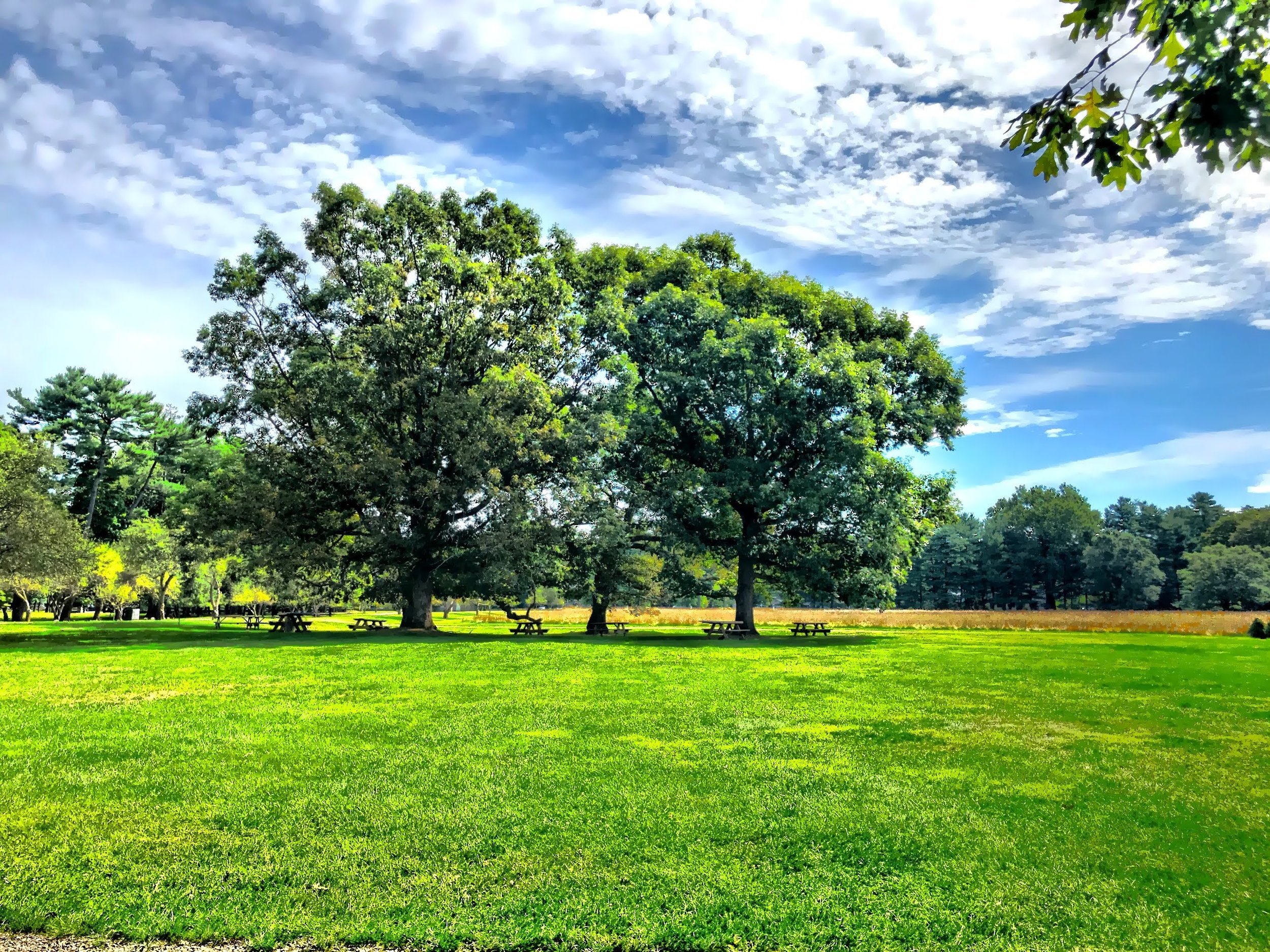  The grounds 