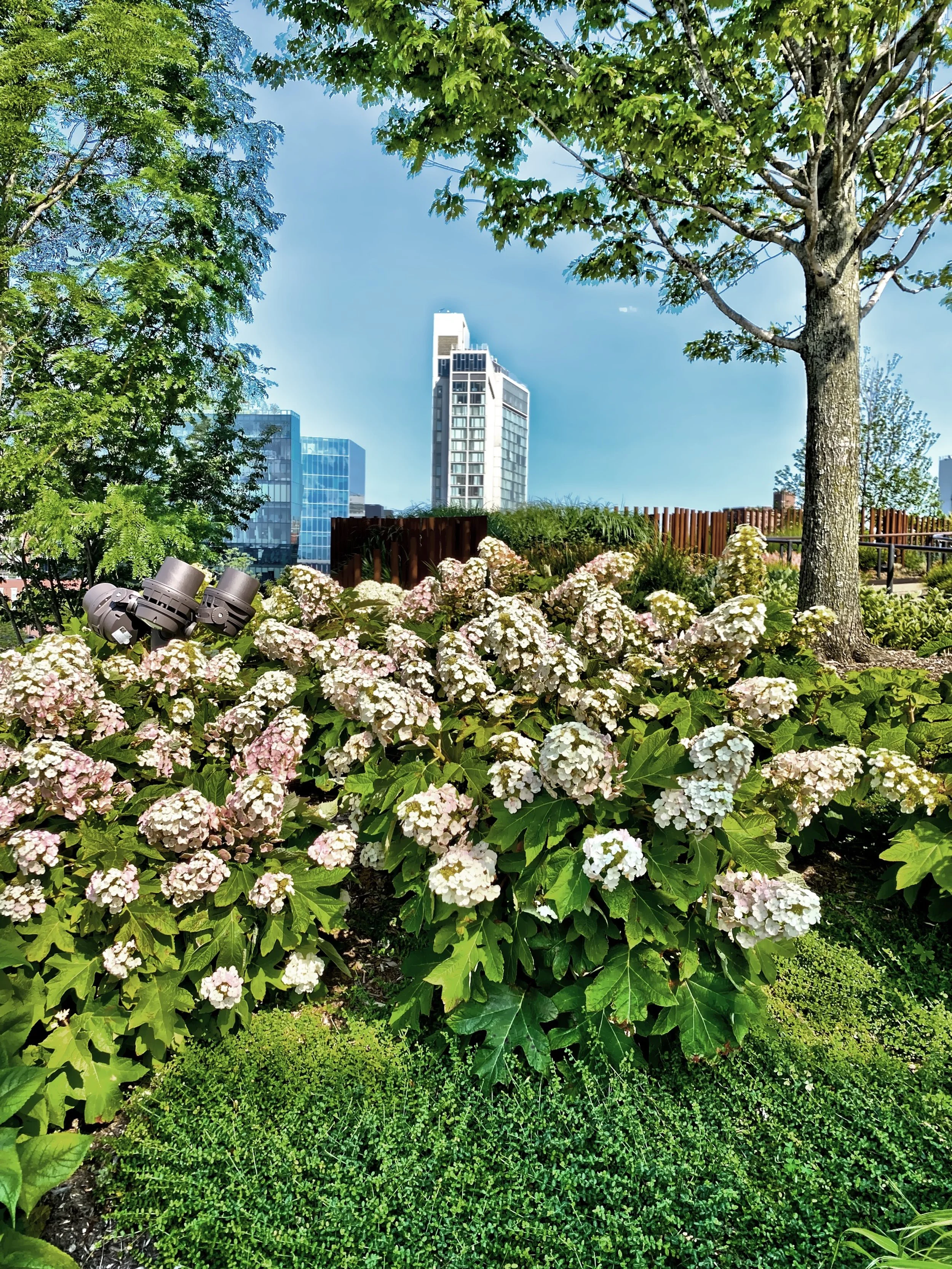  Blooming hydrangeas 