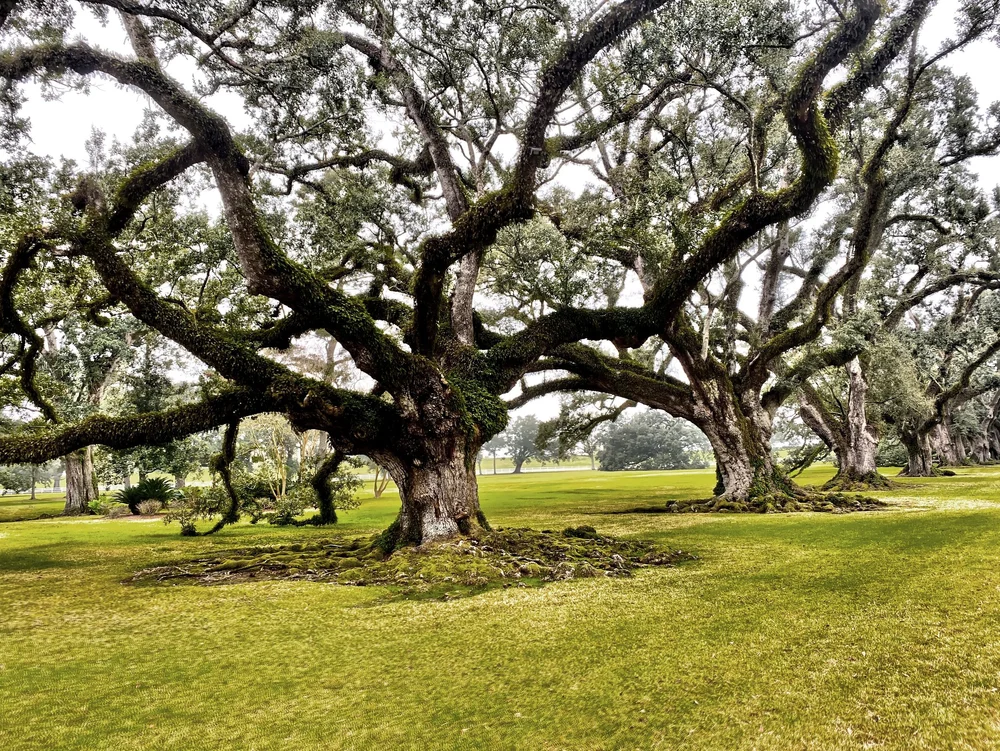 A Classic Antebellum Louisiana Plantation - Oak Alley — GET OUT N