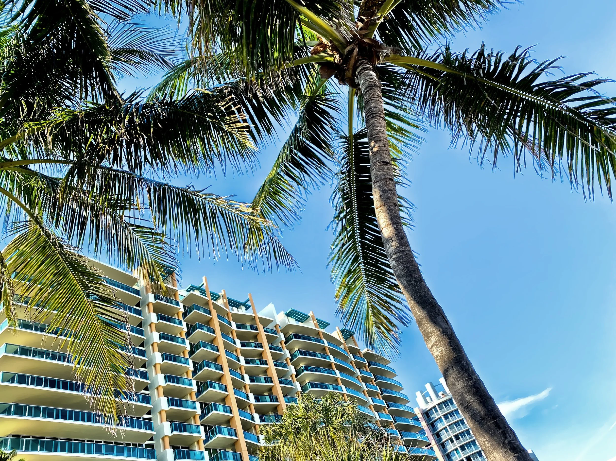  Sitting in Lummus Park looking up at the palm trees and high rise buildings.  Lummus Park is located between the Atlantic Ocean and Ocean Drive. 