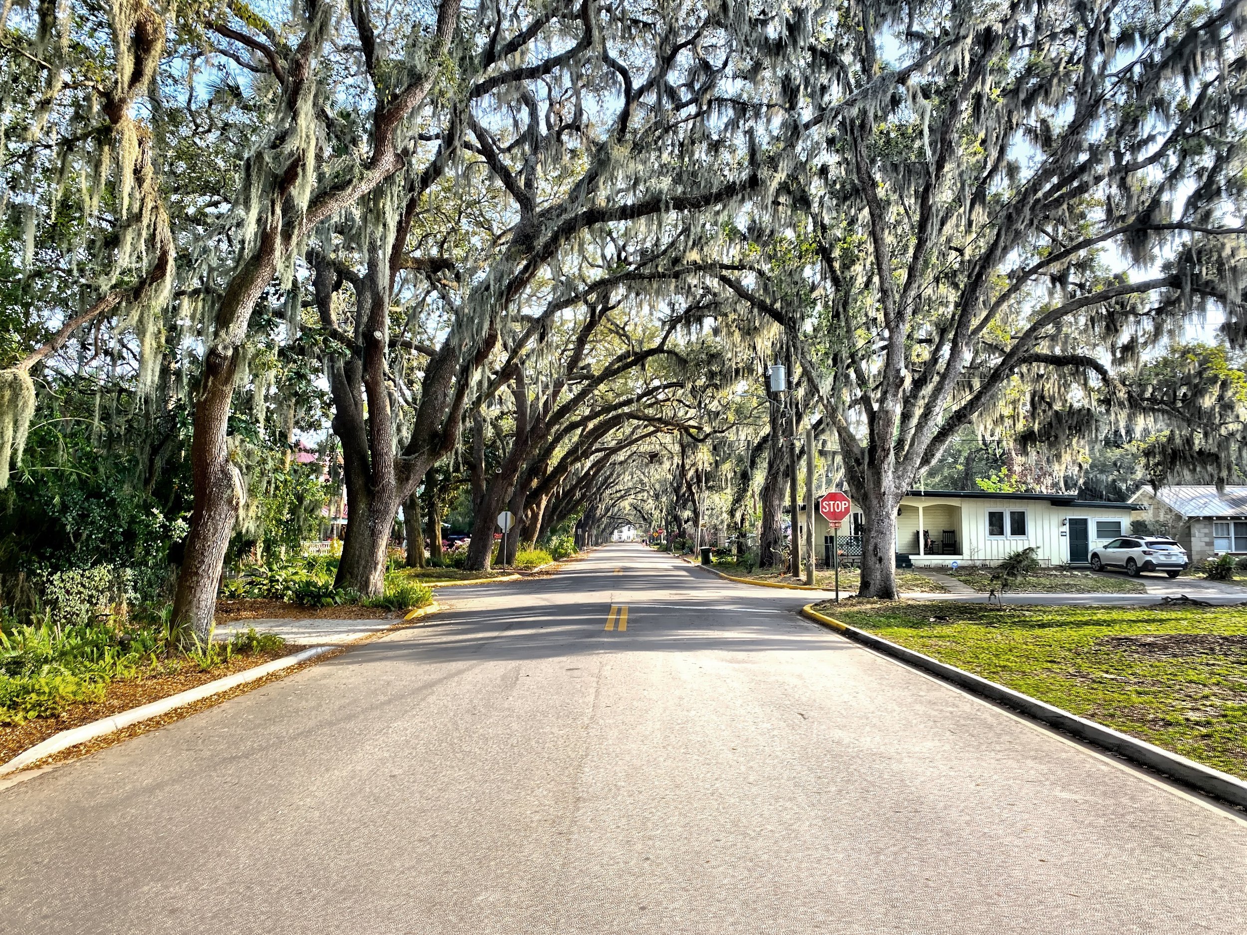  Magnolia Avenue’s Oak Canopy, Sy. Augustine’s most icon street. 