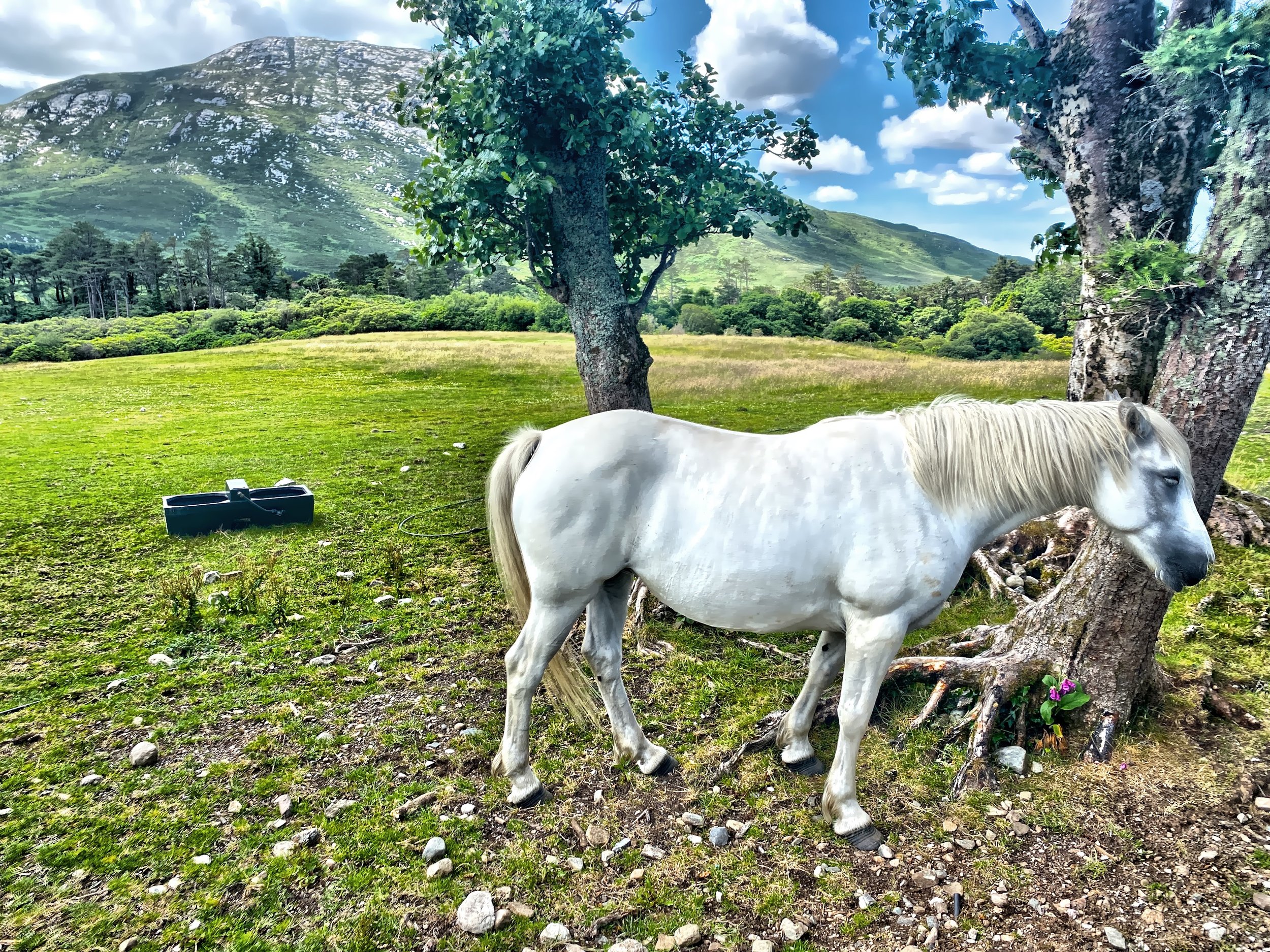  Some horses still remain on the property 