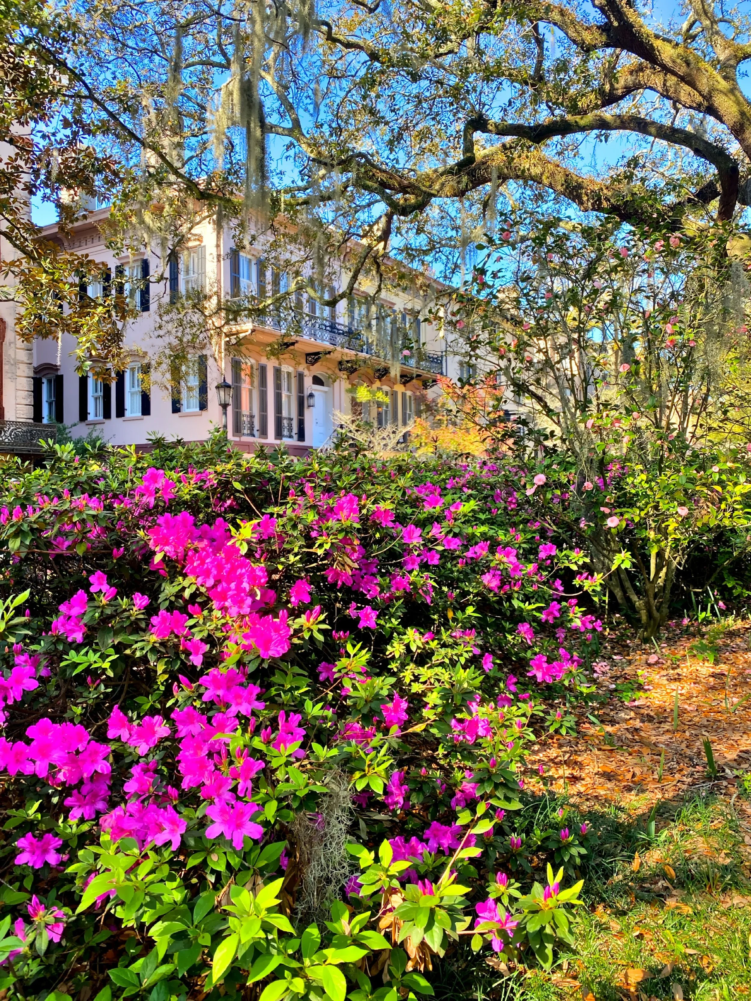  The City’s squares burst with colorful azaleas in the spring. 