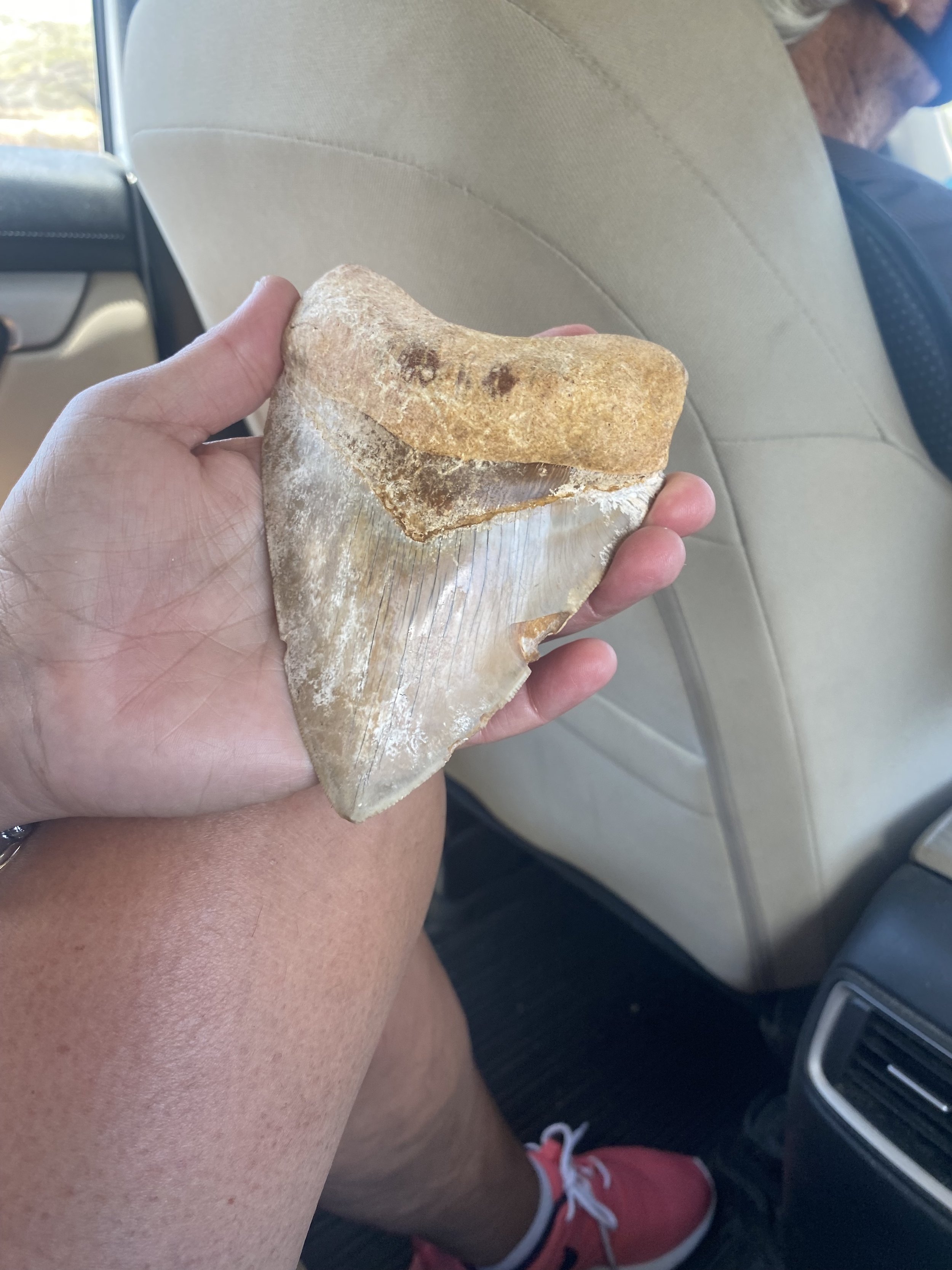 You never know who you will meet. This is a fossil Megalodon shark tooth shown to us by a cab driver. This is one of many discovered while digging on his property.