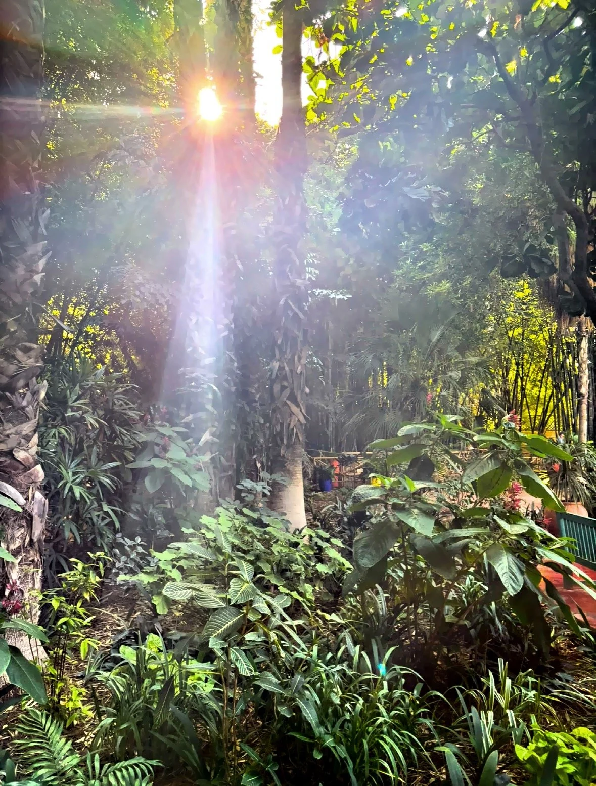  The sun through the foliage 