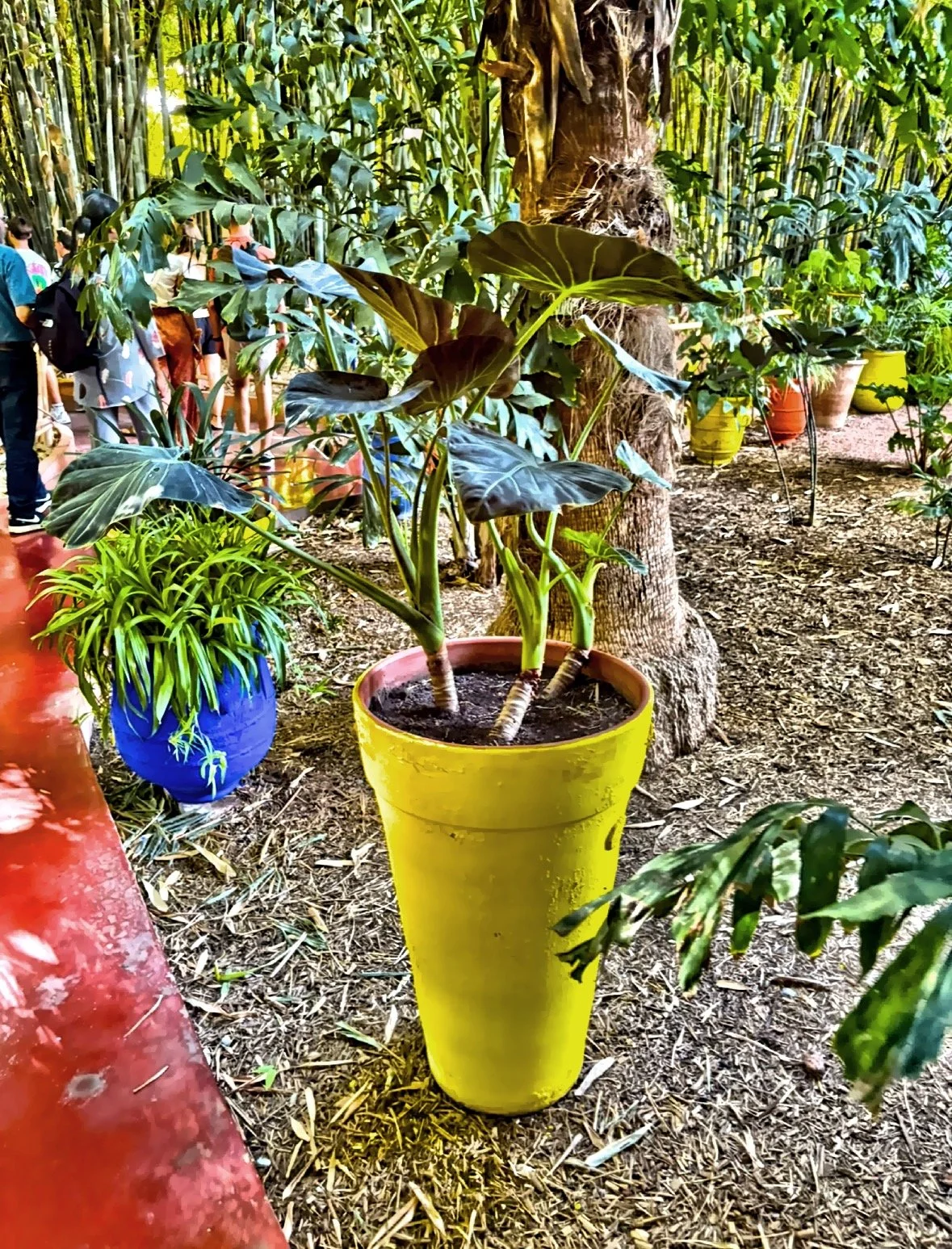 Jardin Majorelle houses over 300 species of plants from five continents laid out to emphasize symmetry and tranquility. 