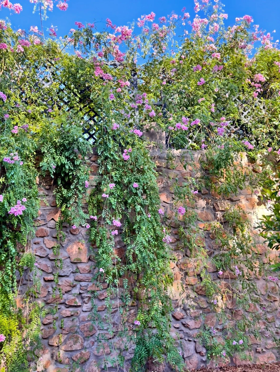  Pink Bougainvillea 