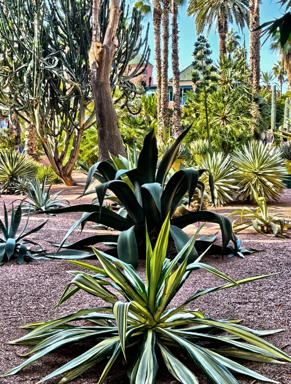 Agave, Yucca and Furcrea 