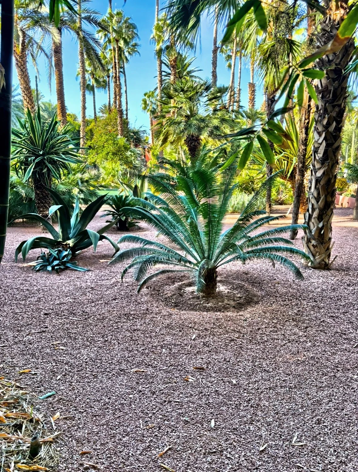  Gum palm 