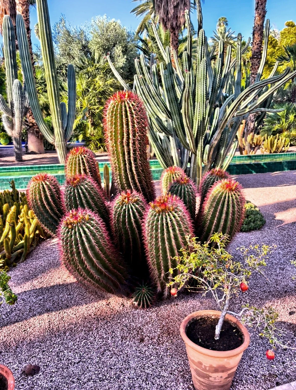  Mexican lime cactus 