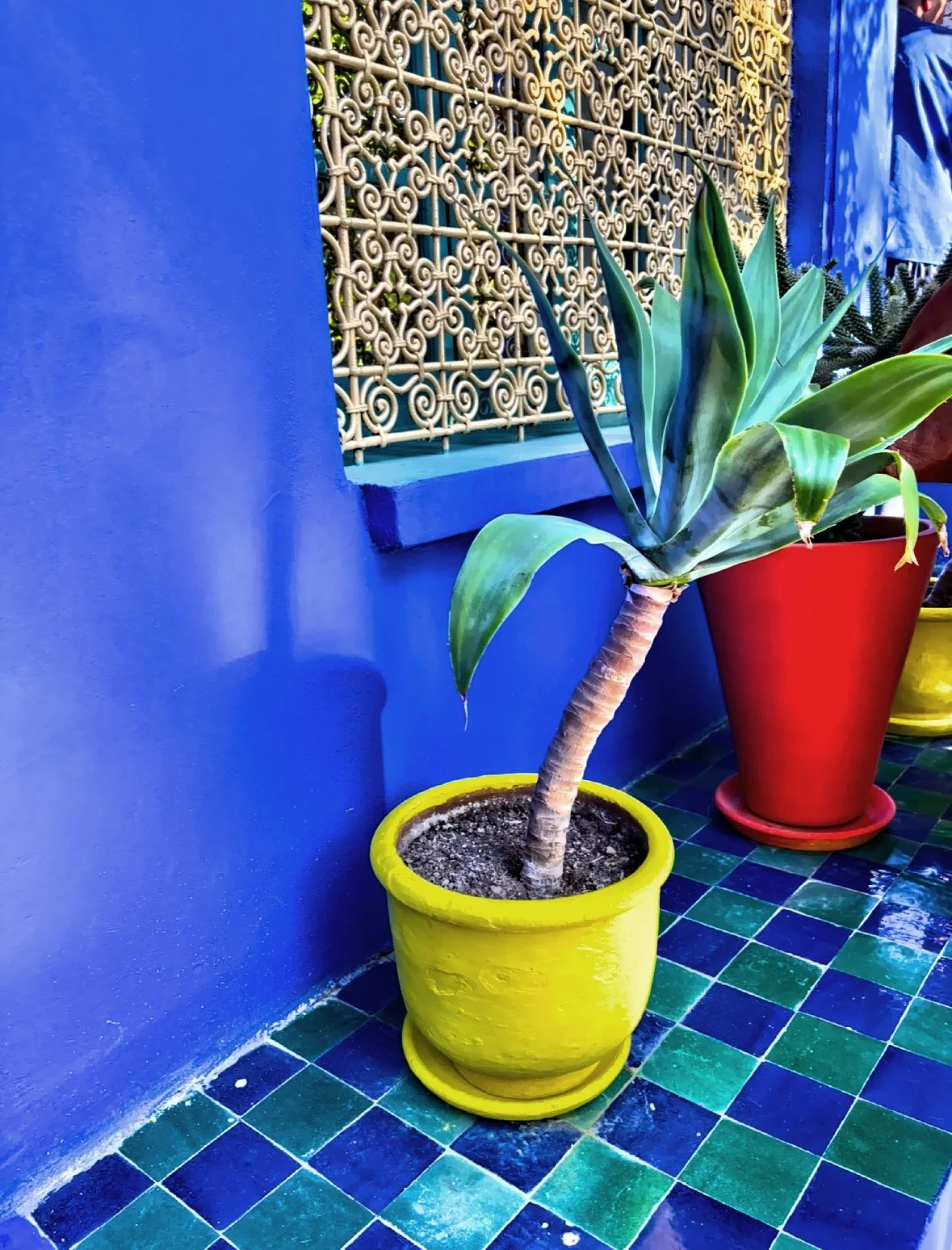  Jacques Majorelle created his own ‘Majorelle blue’ and used it – along with other striking colours – on oversized pots and walls as a backdrop.&nbsp; 
