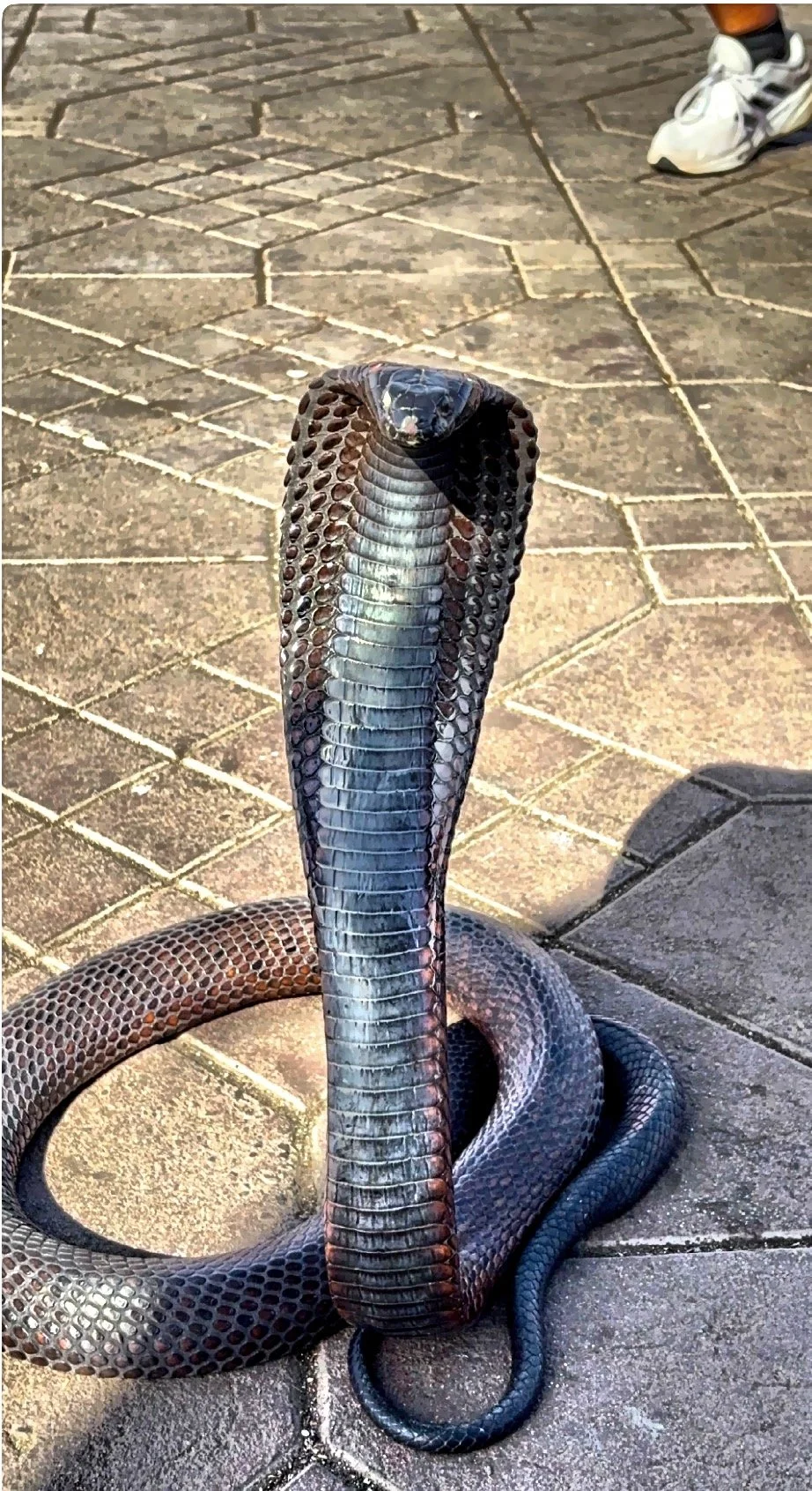  Snake charmers fascinate visitors. 