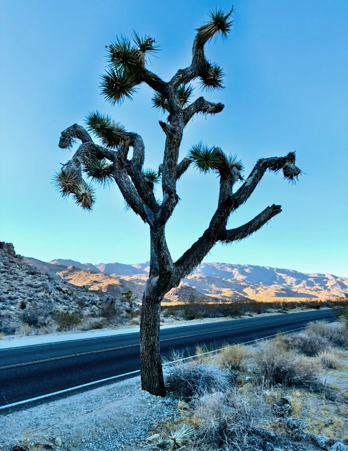  Joshua Tree National Park is where two distinct deserts ecosystems meet, the Mojave and the Colorado. 