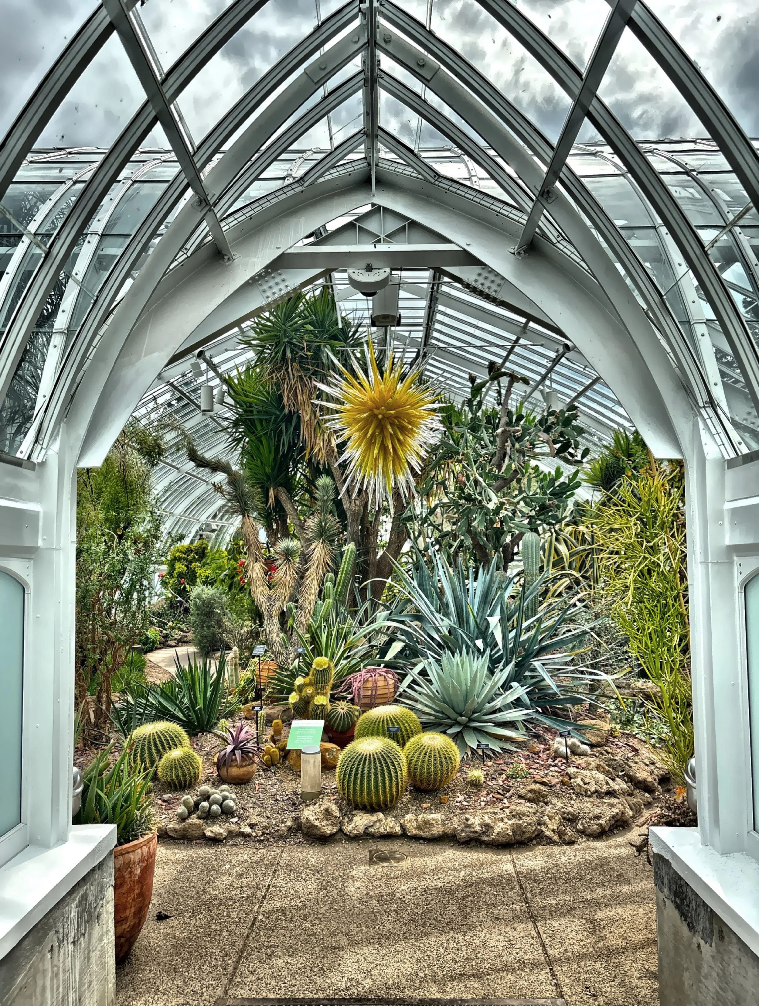  Chihuly’s  Desert Gold Star  in the desert room. 