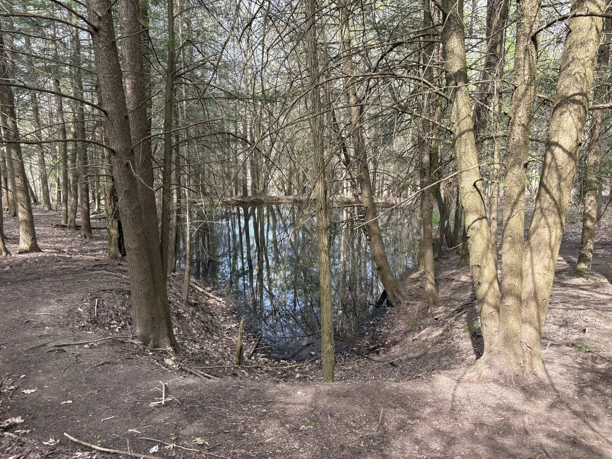  The beautiful grounds including woodlands. 