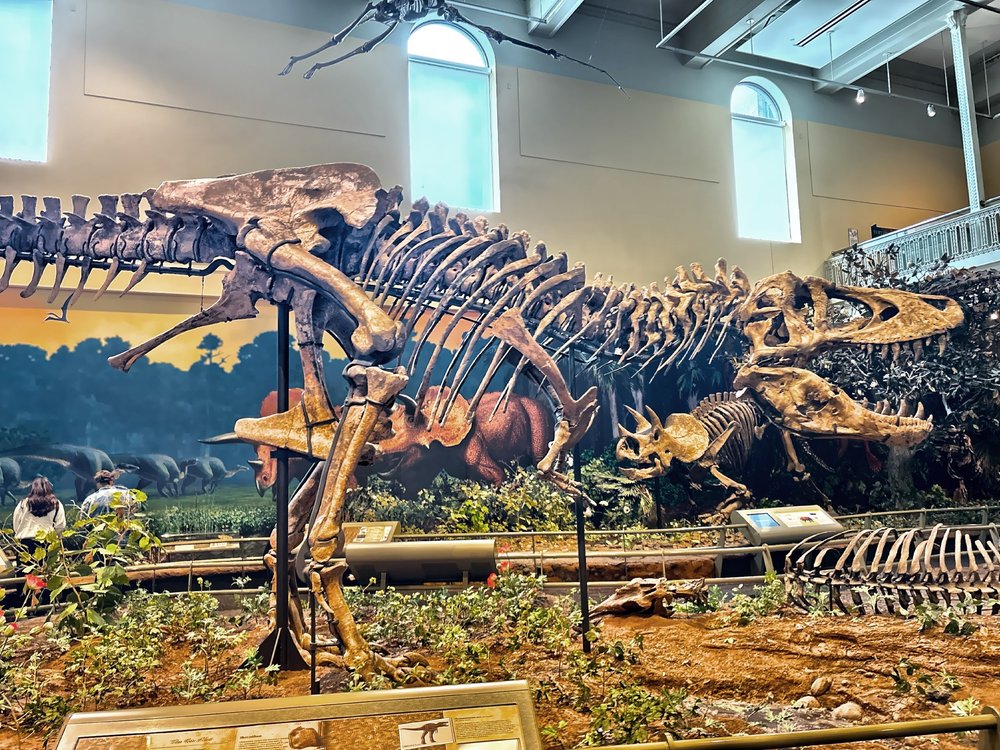  Part of the museum’s famous dinosaur collection. 
