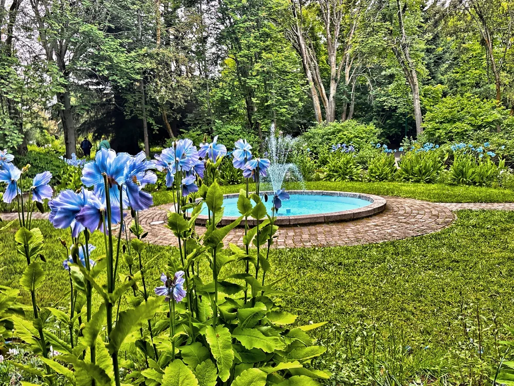  The Botanical Garden is surprisingly lush for a town just shy of the Arctic Circle.  It features over 7,000 species, many surprisingly not native to Iceland. 