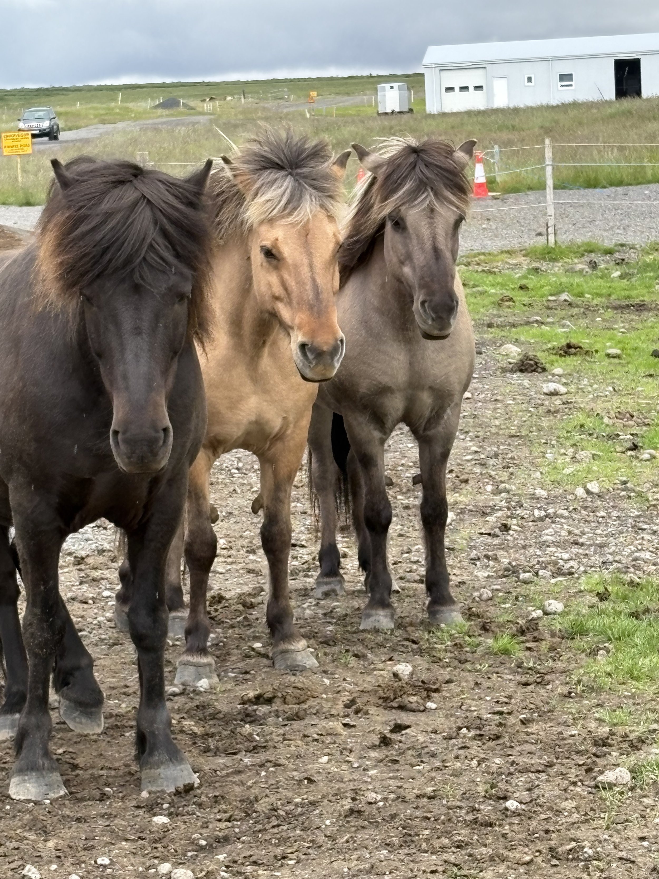 We saw some beautiful Icelandic horses off the road. 