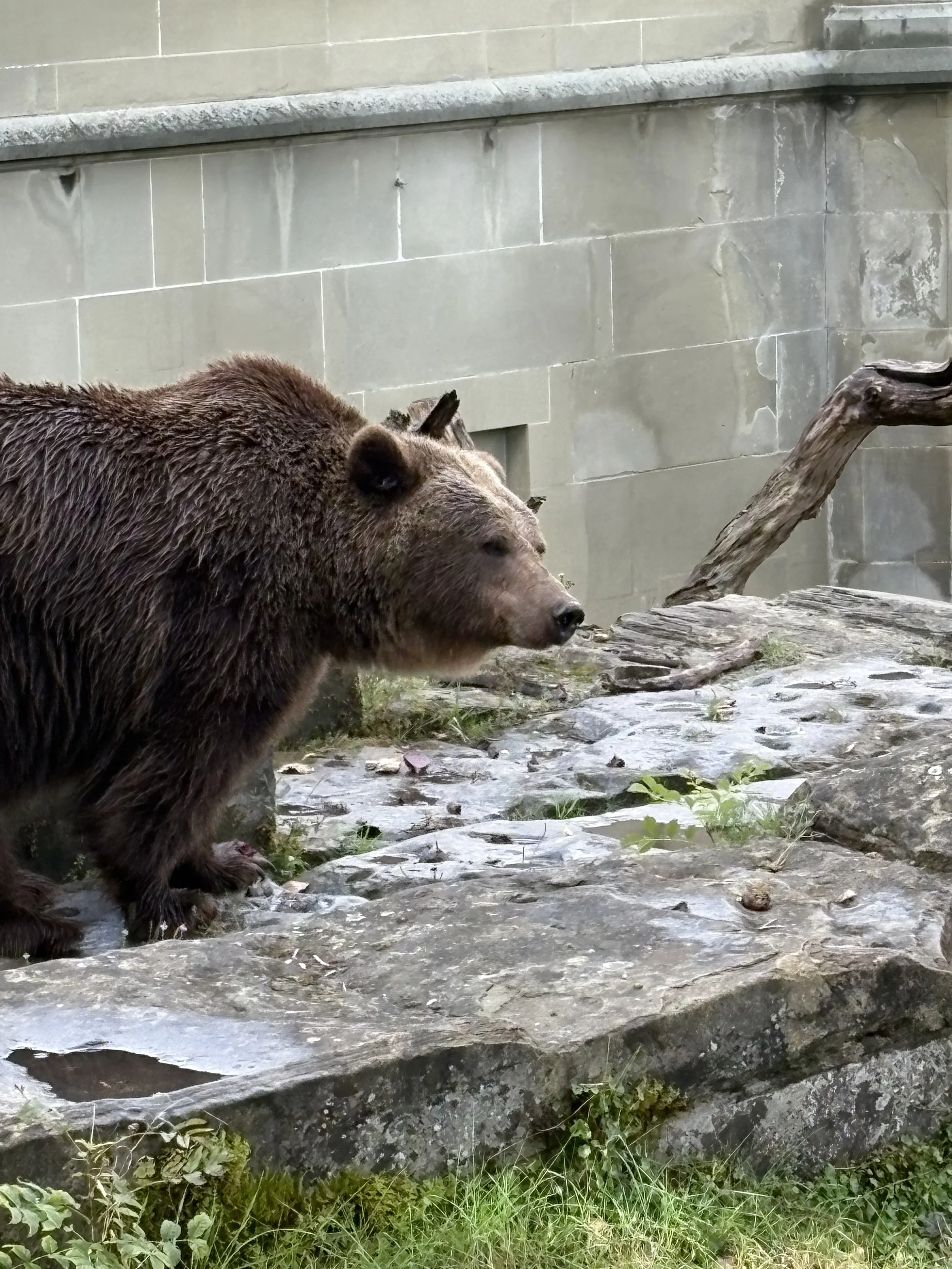  Yes—Bern has actual bears in Bear Park. 