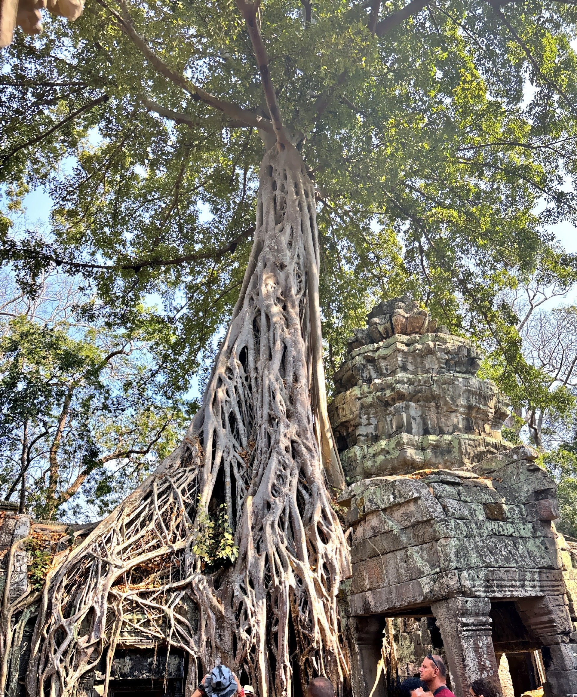  Trees, hundreds of years old embrace the temple tower overhead. 