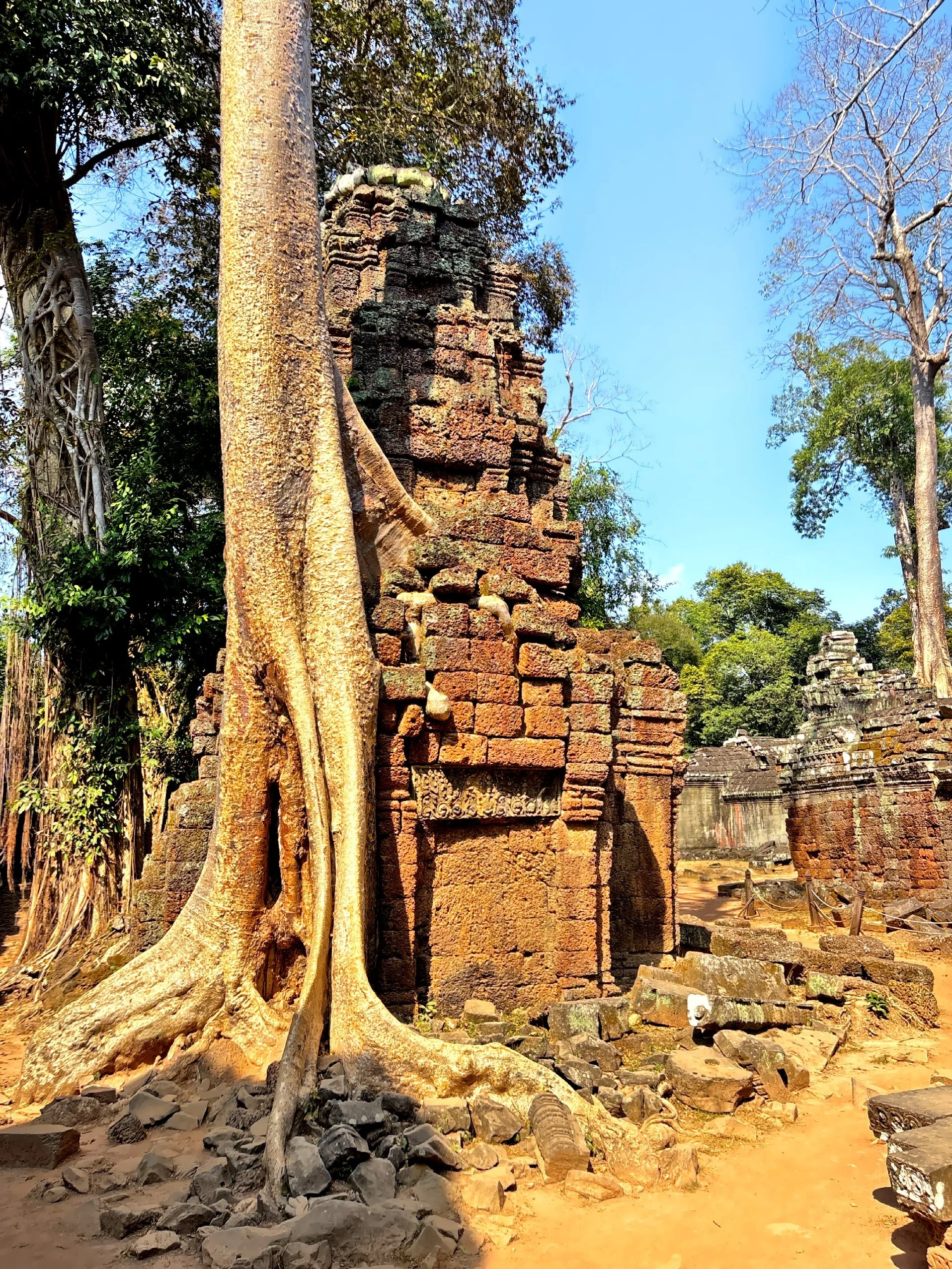  Roots over ruins — nature’s gentle yet unstoppable embrace. 