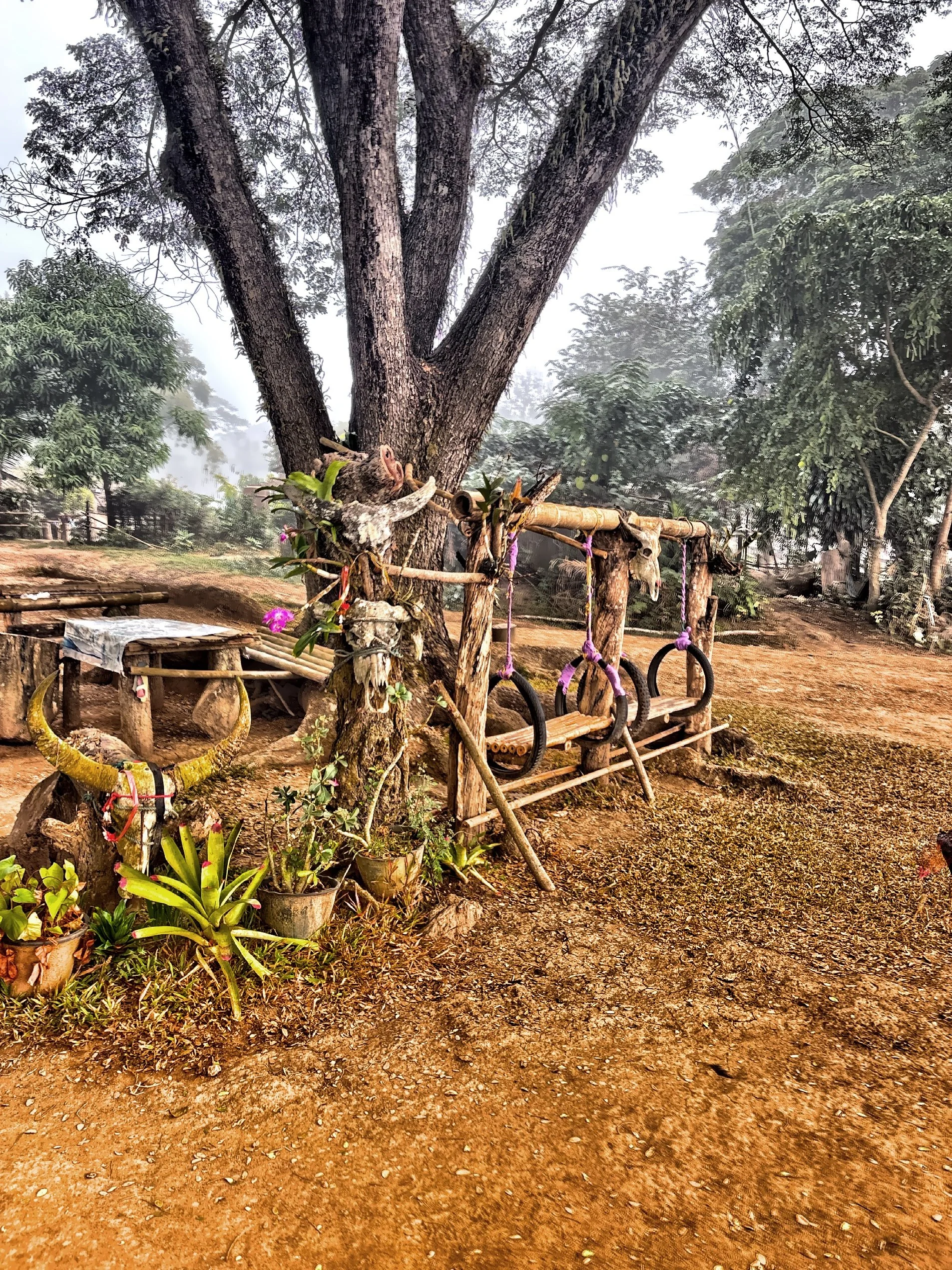  Beyond the buffalo, the farm offers a rare chance to understand the simplicity and resilience of rural living. 