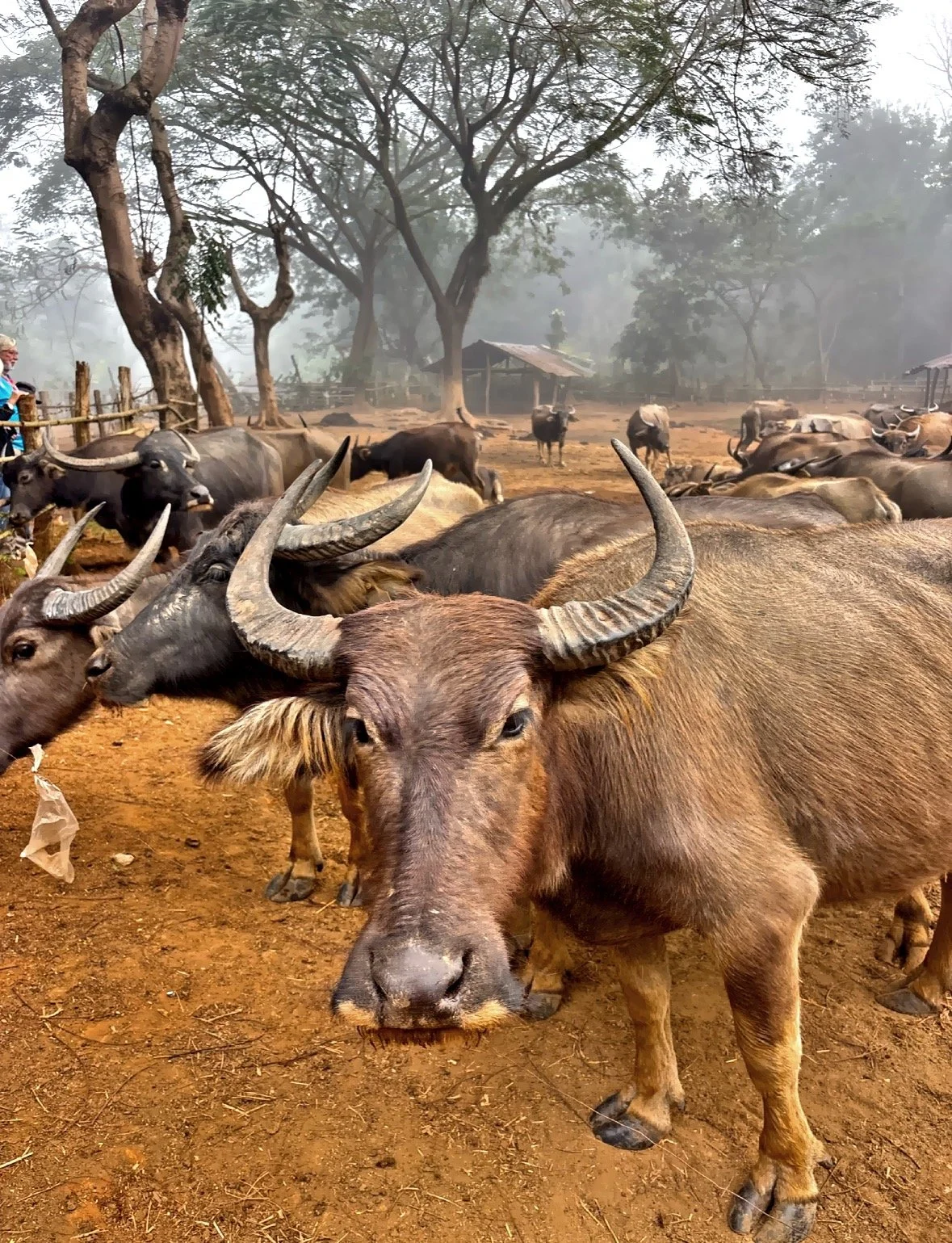  The highlight, of course, is the opportunity to interact closely with the water buffalo—gentle, hardworking animals that play a vital role in Thai farming culture. 