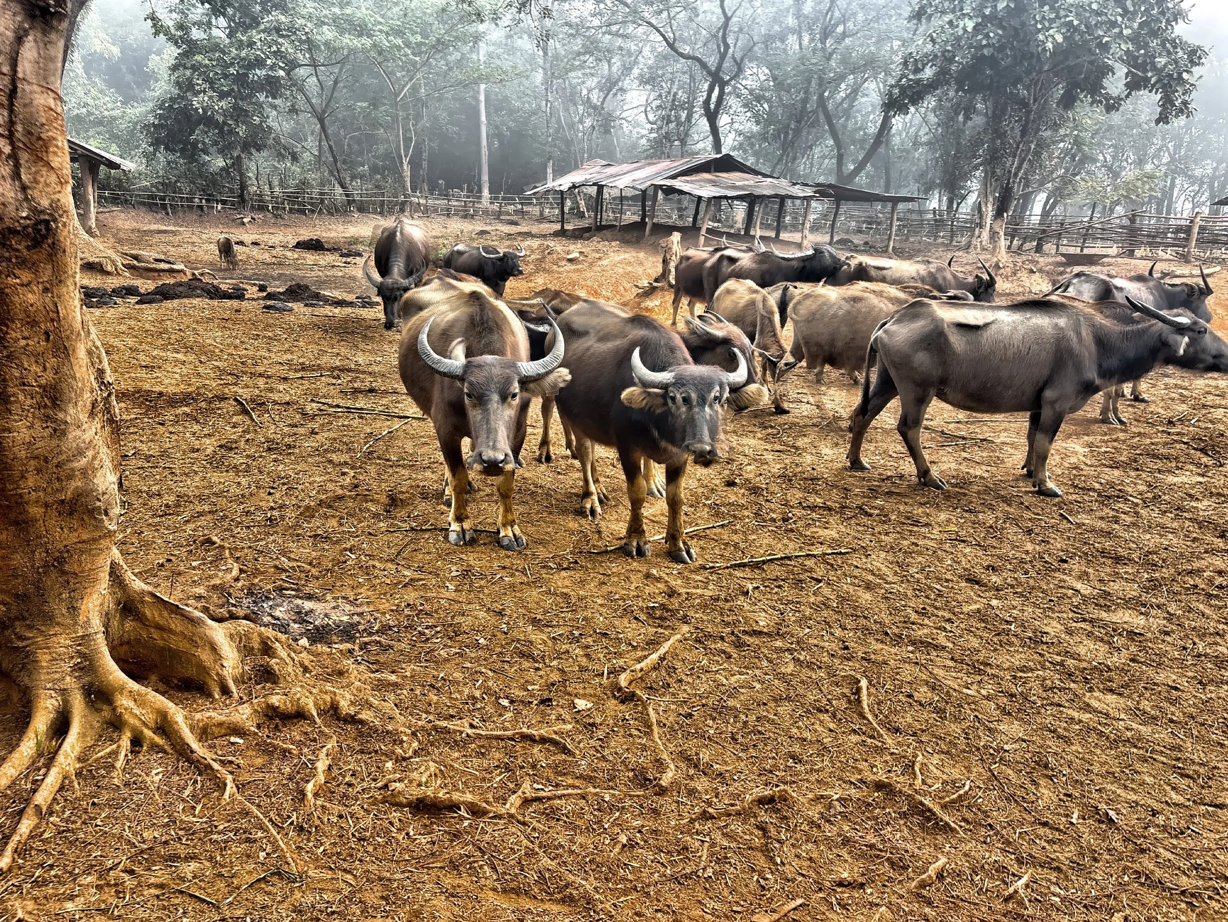  Whether you’re feeding them, walking alongside them, or simply observing their calm presence in the fields, the experience feels both grounding and memorable. 