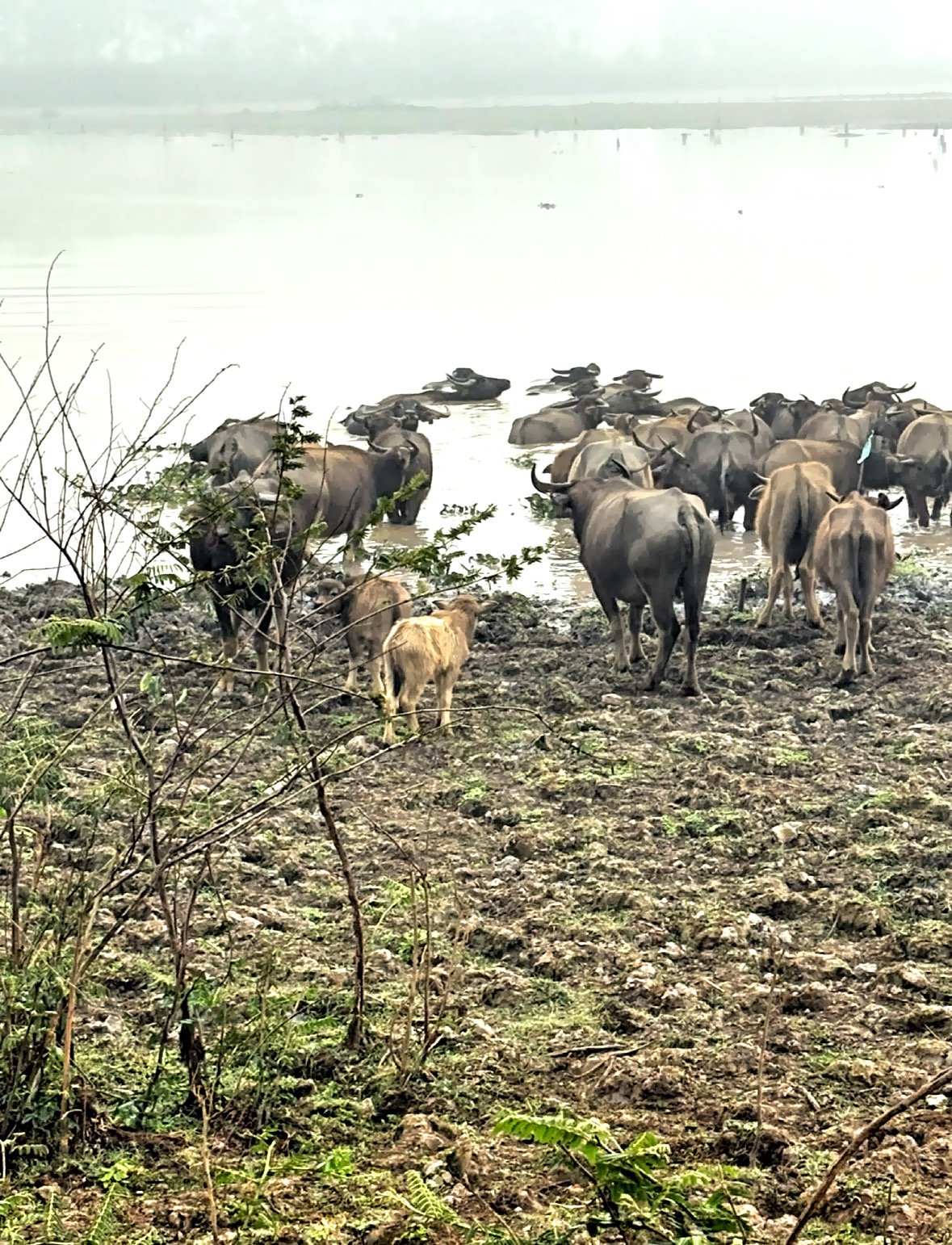 Across Thailand animals like elephants and water buffalo are viewed with cultural respect. They’re often seen as symbolic or even familial rather than simply livestock, reflecting long-standing traditions and beliefs. 