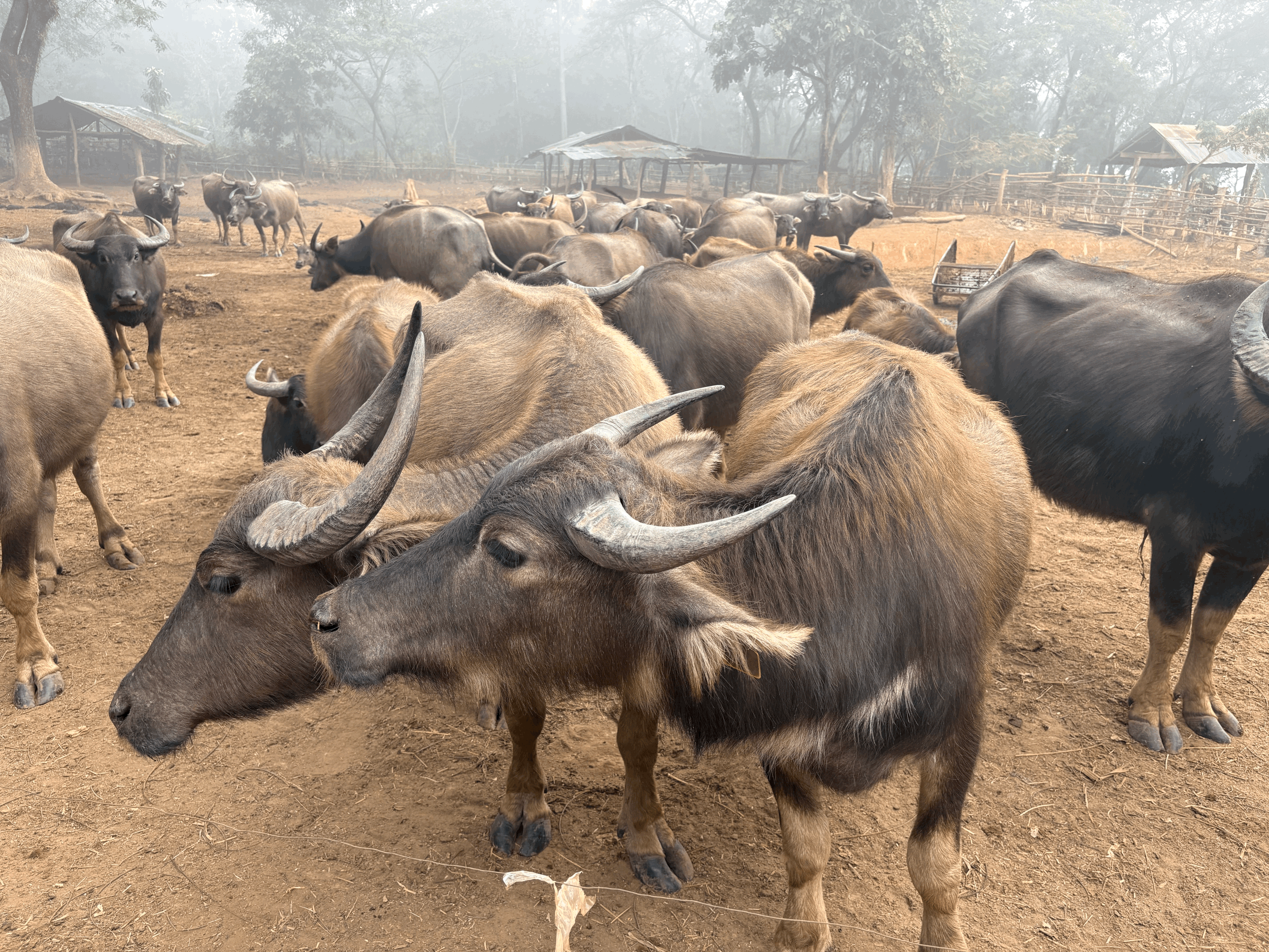 Authentic Northern Thai Agricultural Lifestyle - Ban Huai Nam Rak