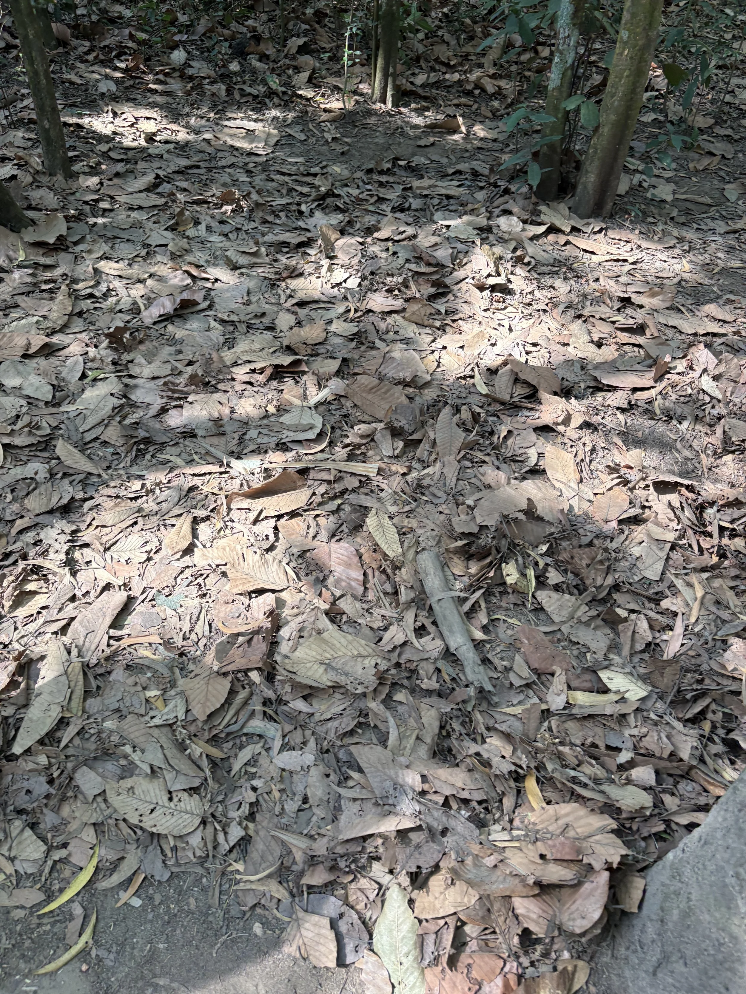  The entrance covered with leaves, dirt and other natural debris. 