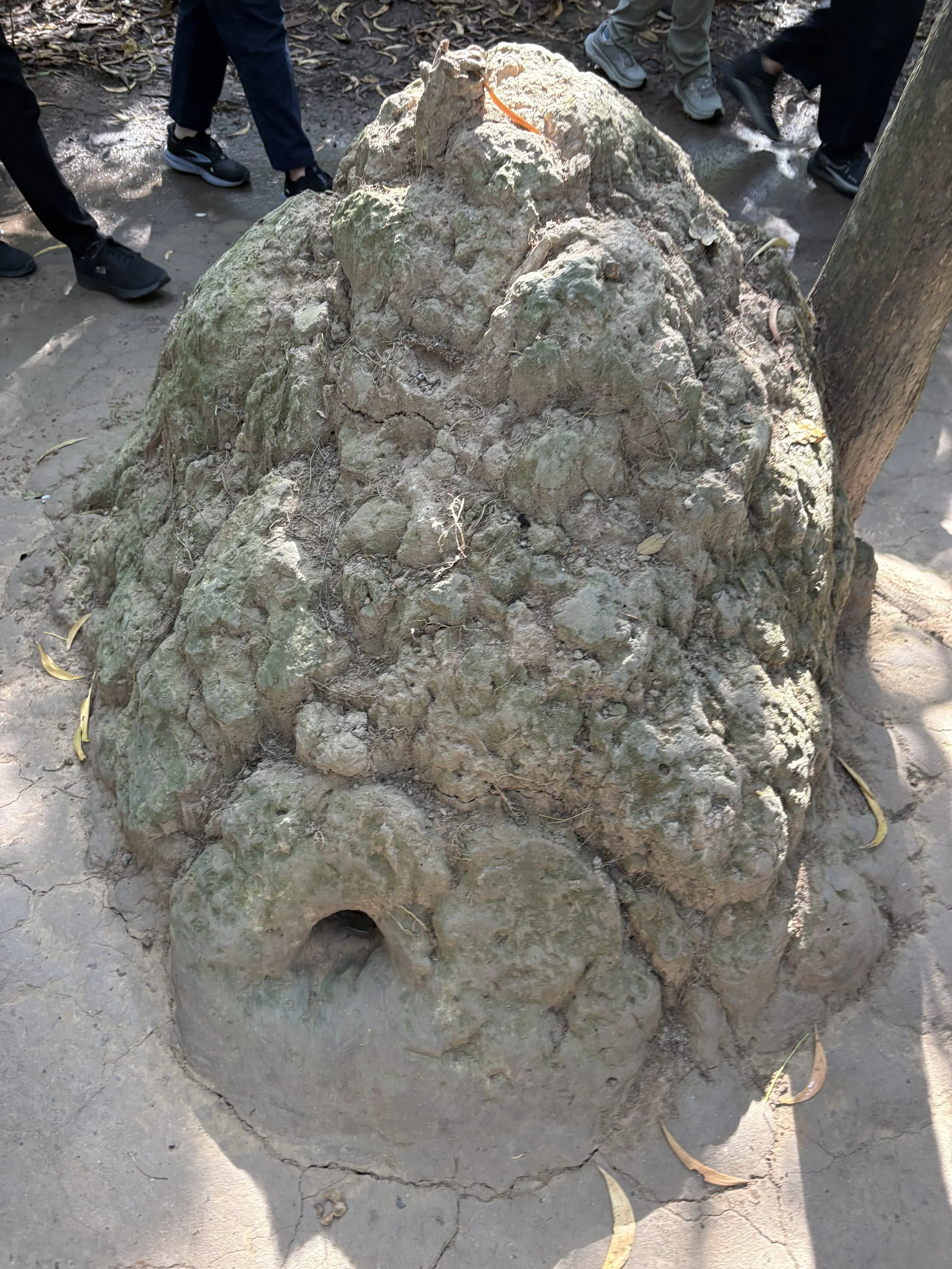  An air vent concealed in a termite mound. 