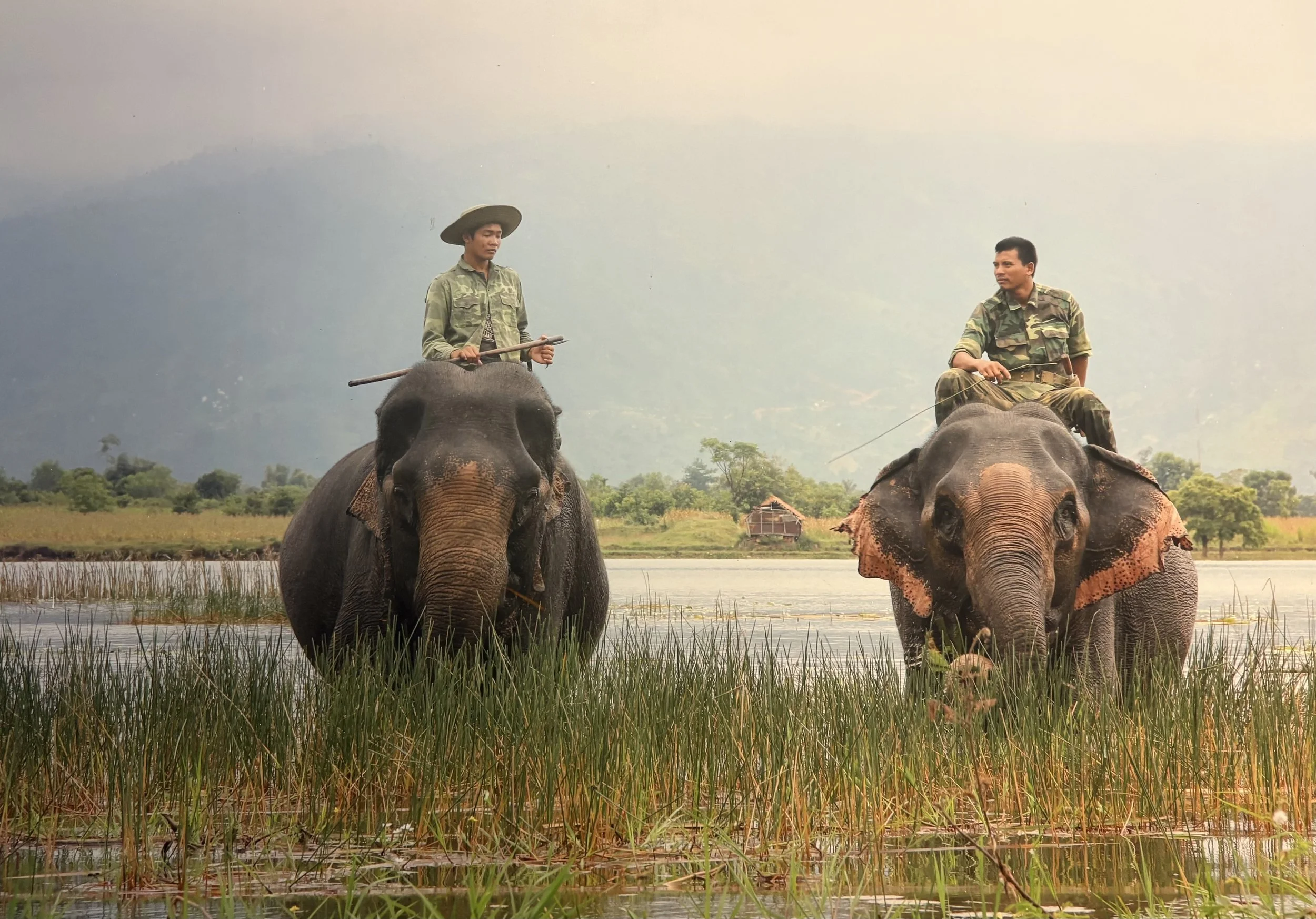  Part of an elephant photo exhibit. 