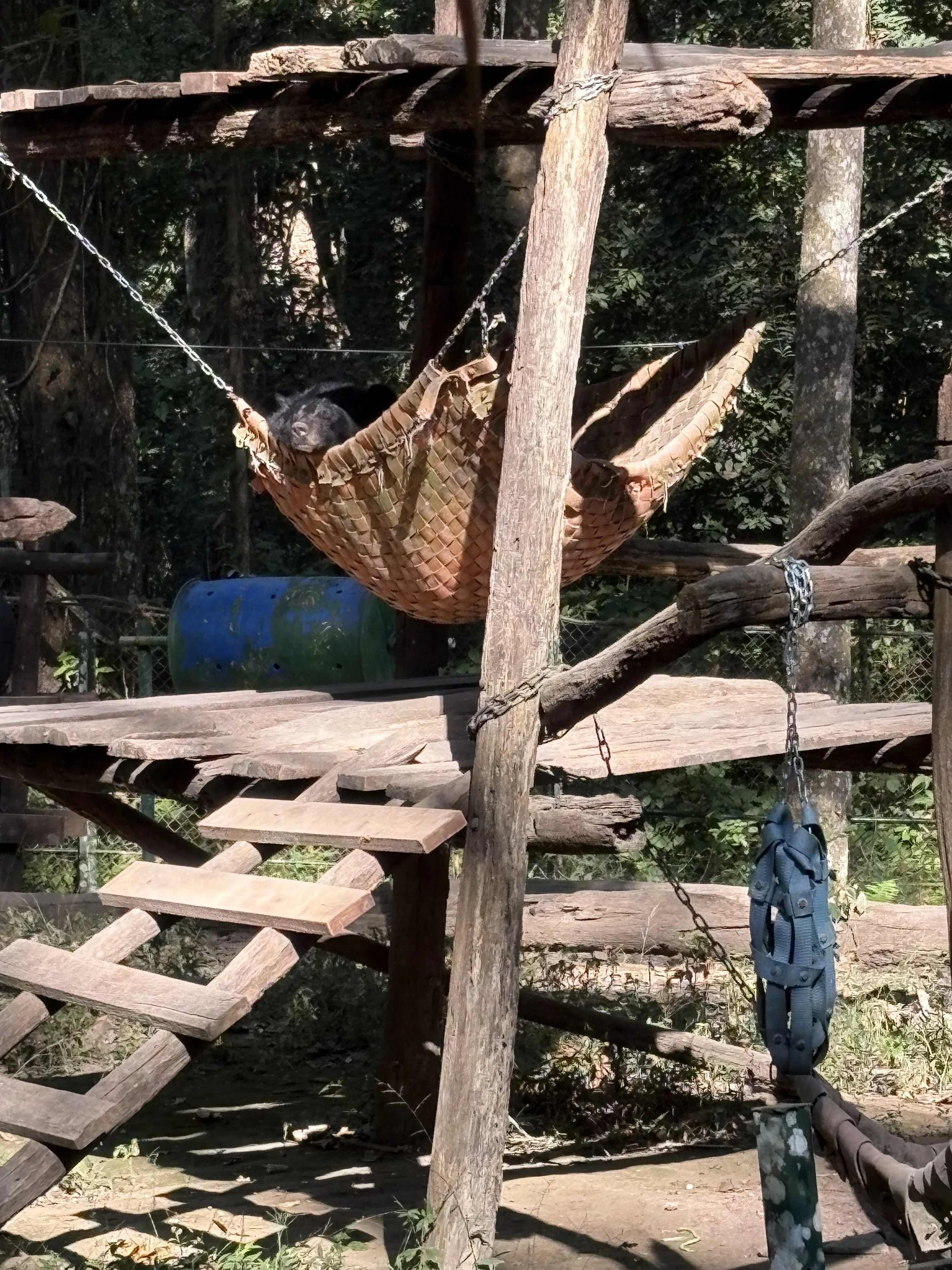  The bears live in large forested enclosures with climbing structures and hammocks. 