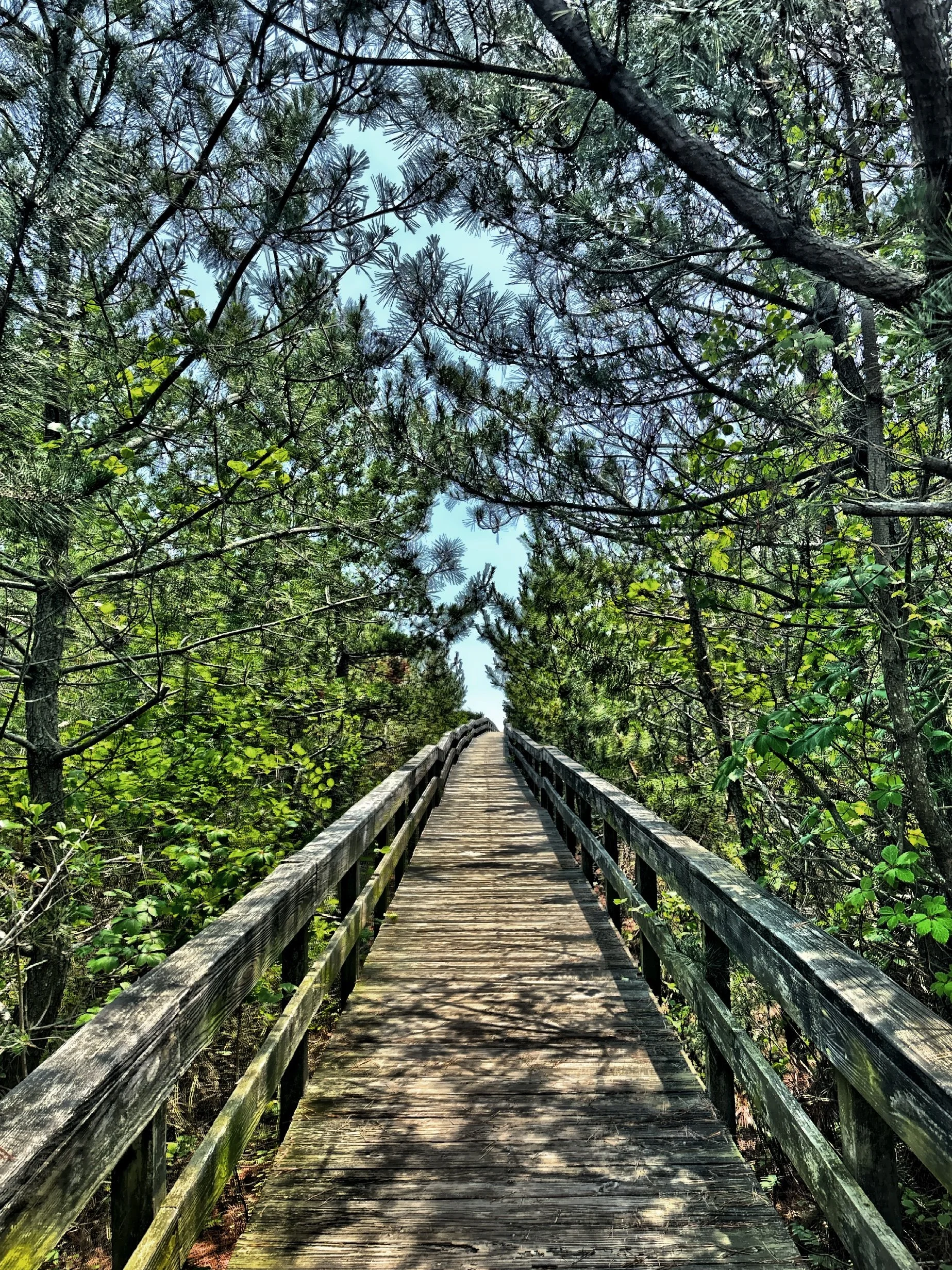  Ivy Walk to the ocean 