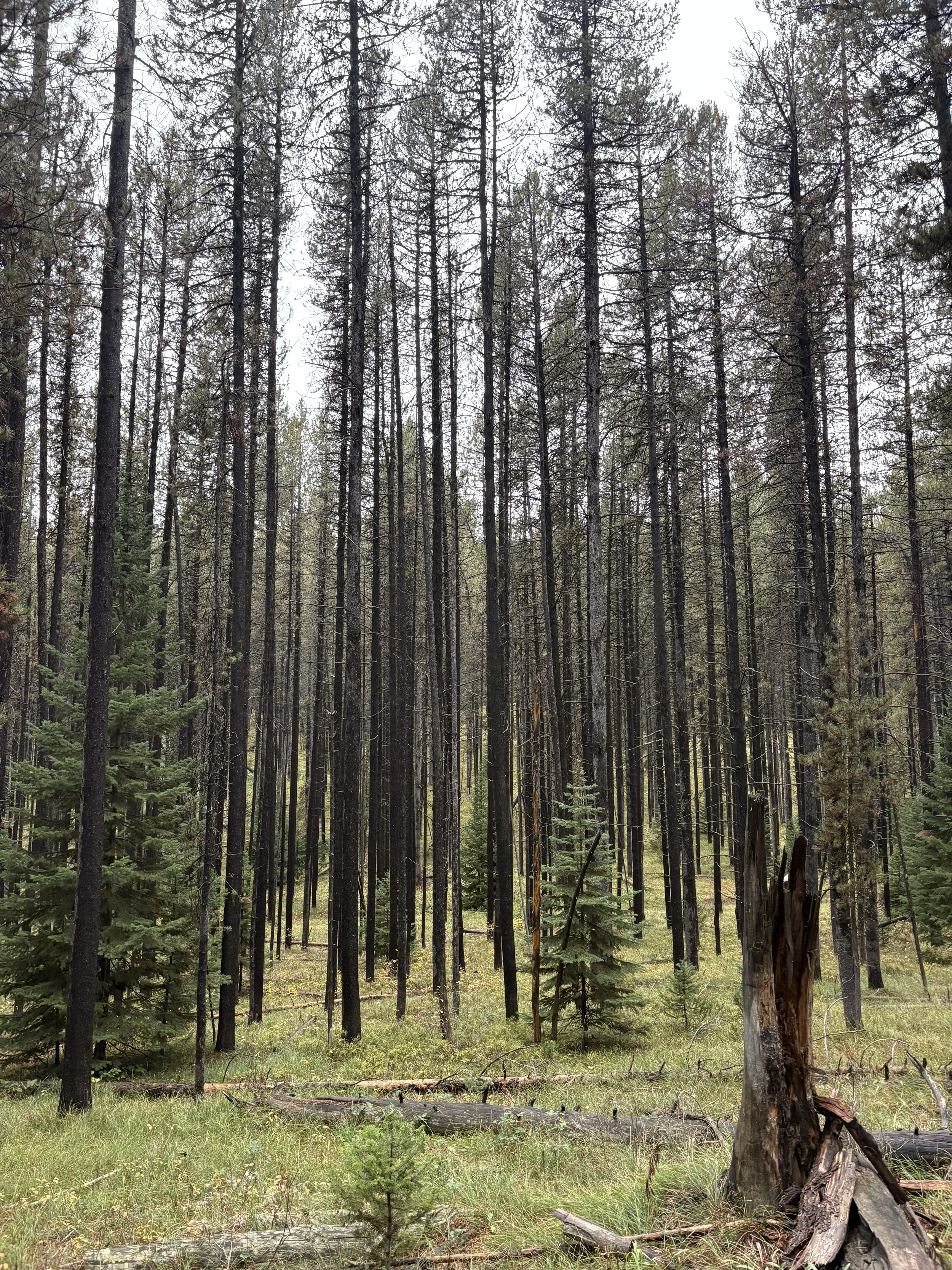  Lodgepole pines are known for their tall, straight and narrow trunks that often grow close together. 