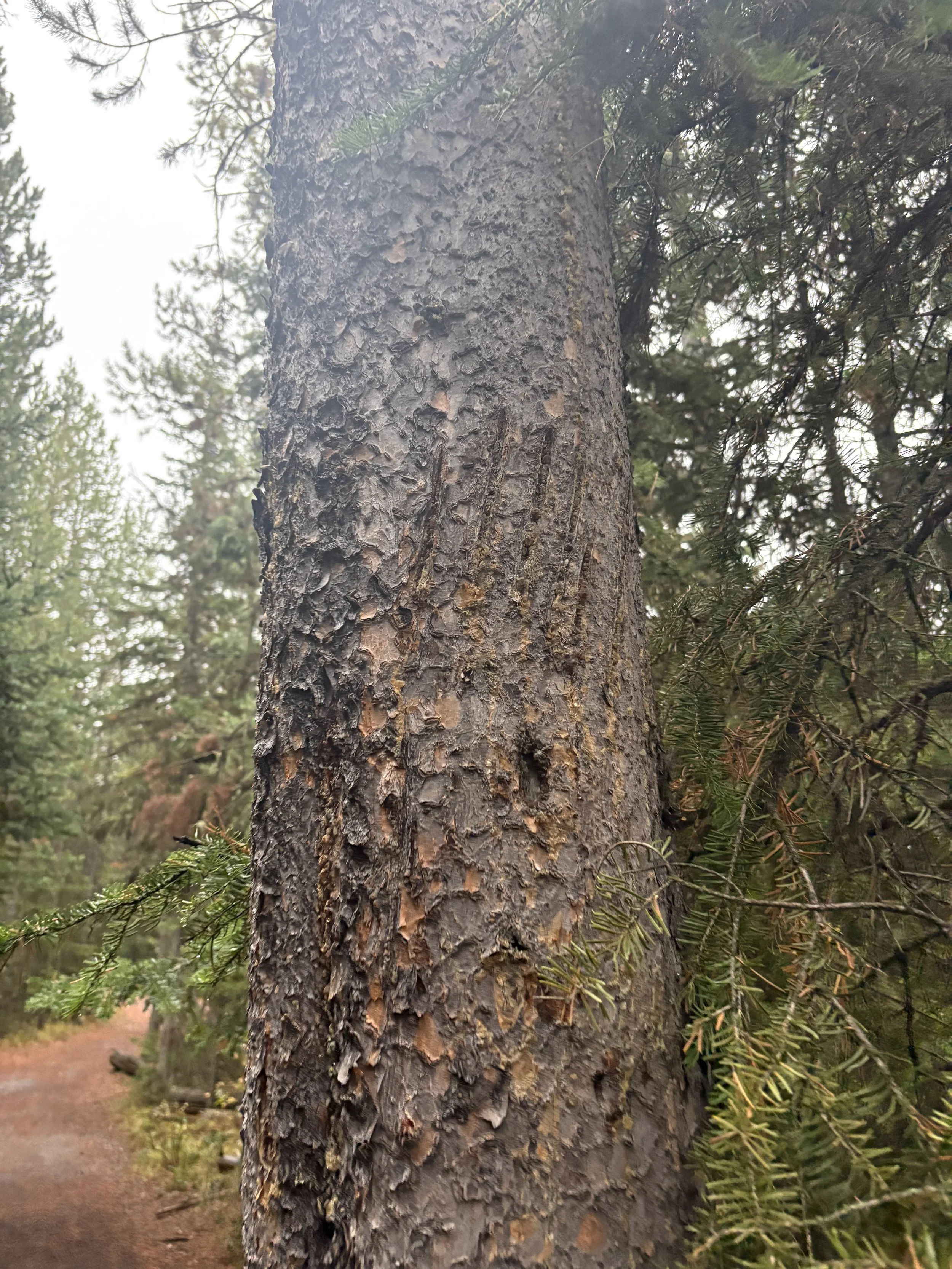  The distinct bear claw mark is a clear sign that you are sharing the area with black or grizzly bears. Bears scratch trees and leave scent from glands in their paws and bodies. These marks can communicate information to other bears, including their 