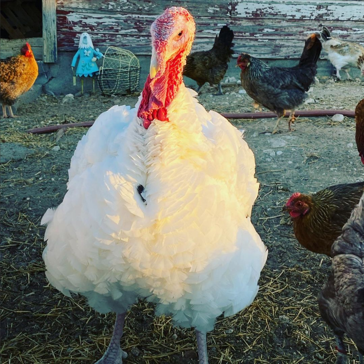 Pastured Turkey 2021.png