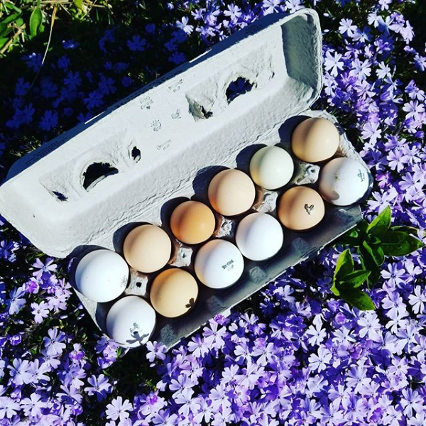 Audree Ellie Eggs 1.png