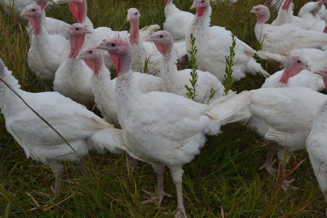 Pastured Turkey.jpg