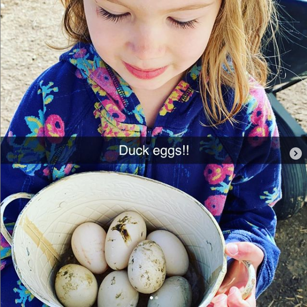 Duck Eggs 2.png