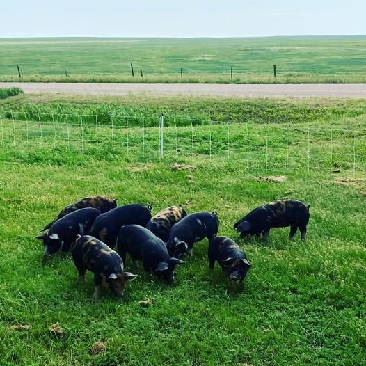 Pastured Porkies.jpg