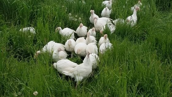 Pastured Turkey 2.jpg