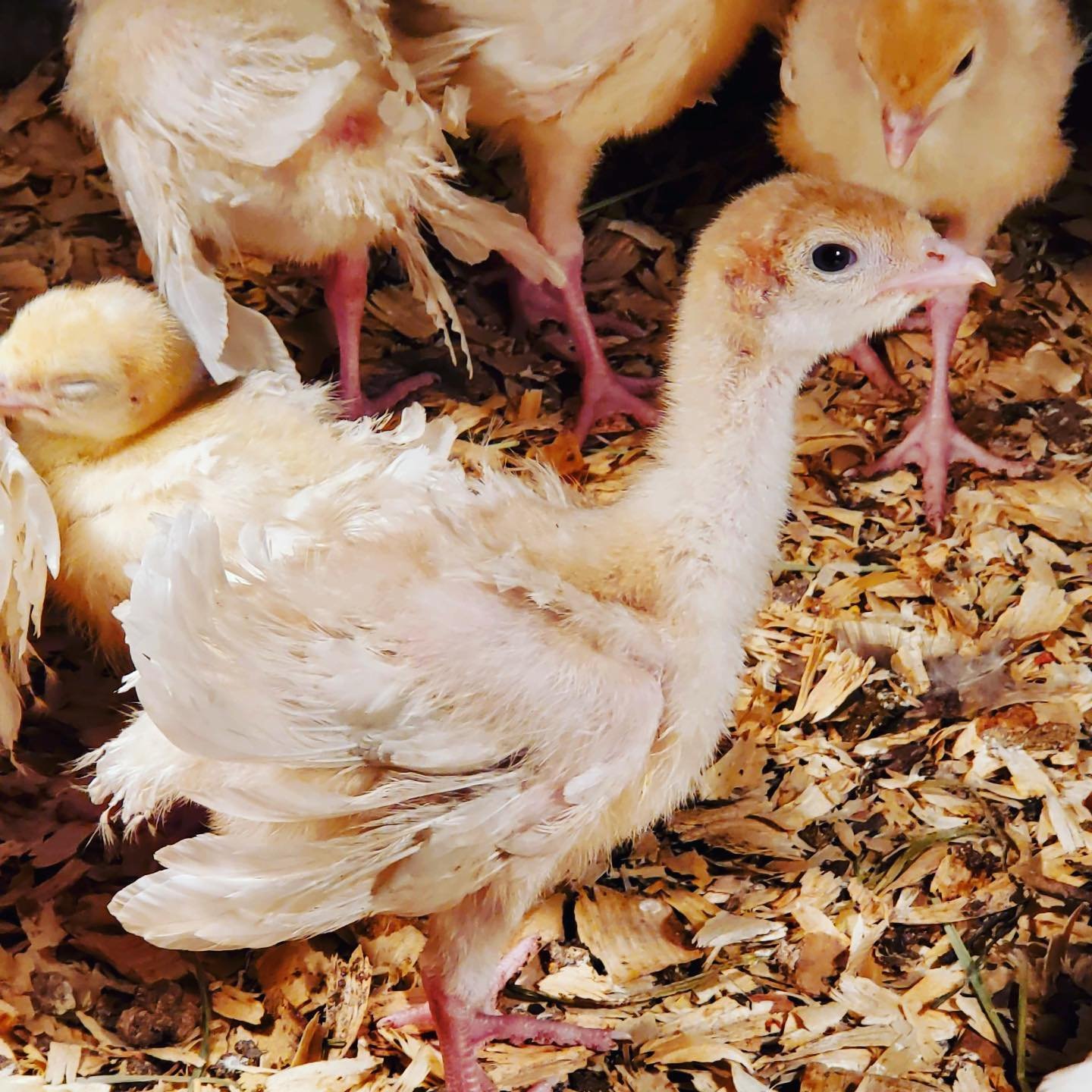 aa Pastured Turkey.jpg