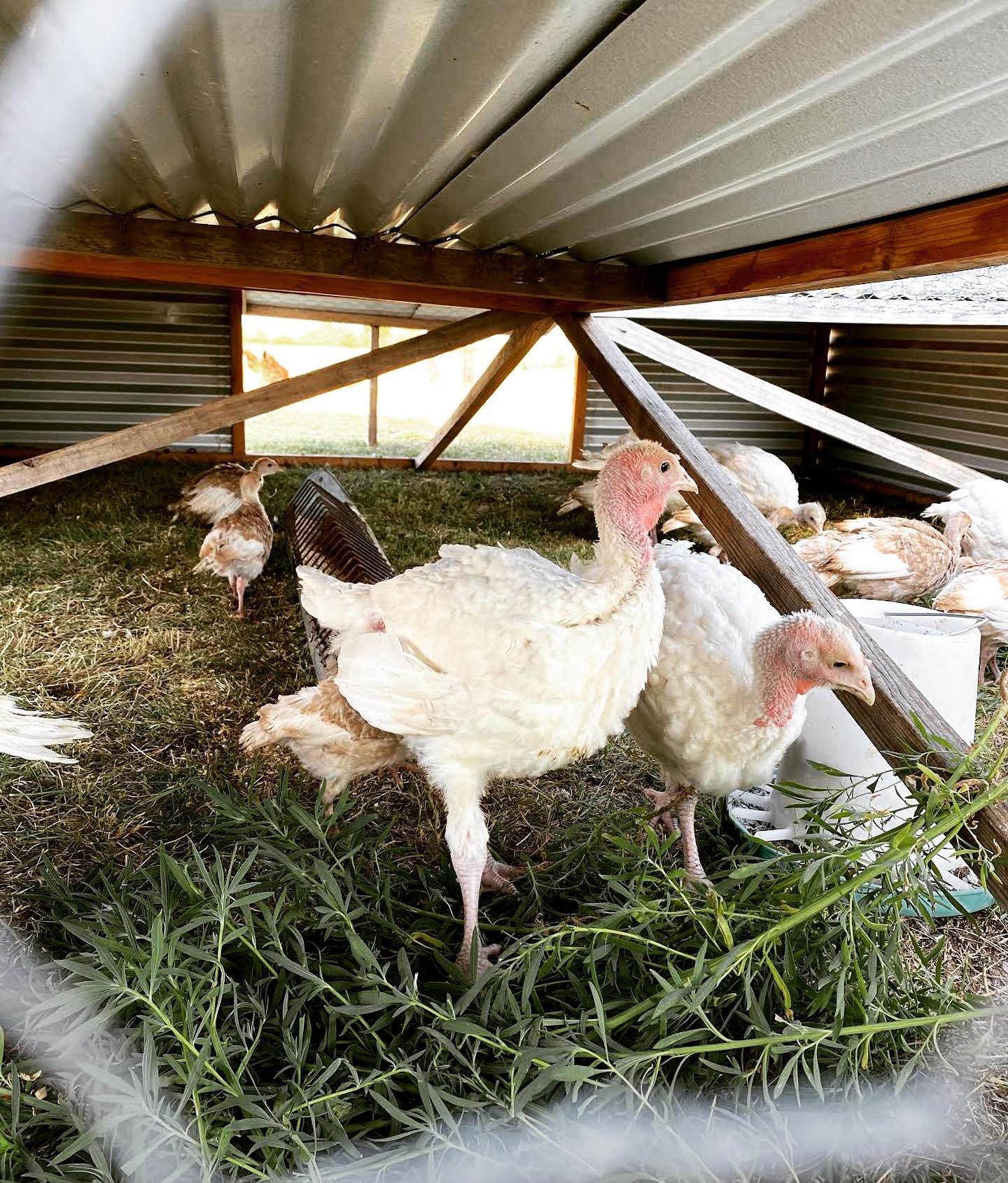Pastured Turkeys.jpg