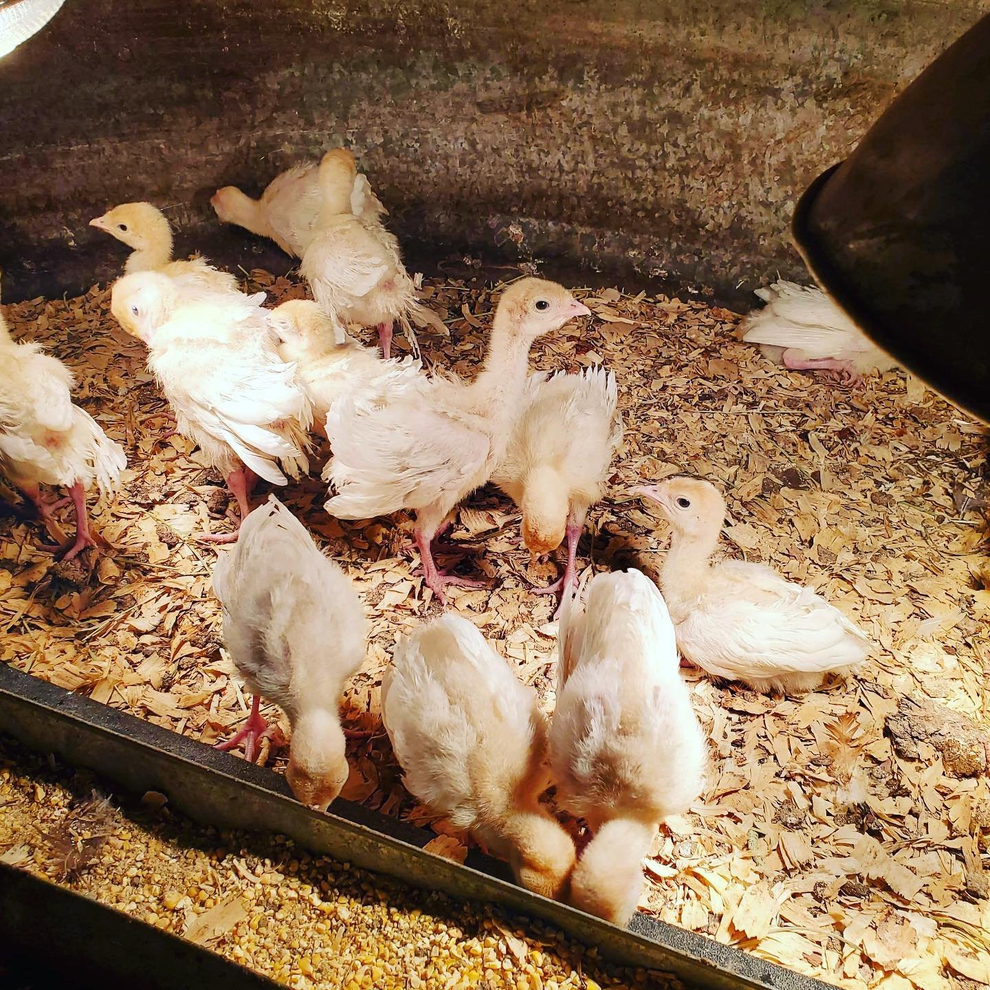 aa pastured Turkeys 1.jpg