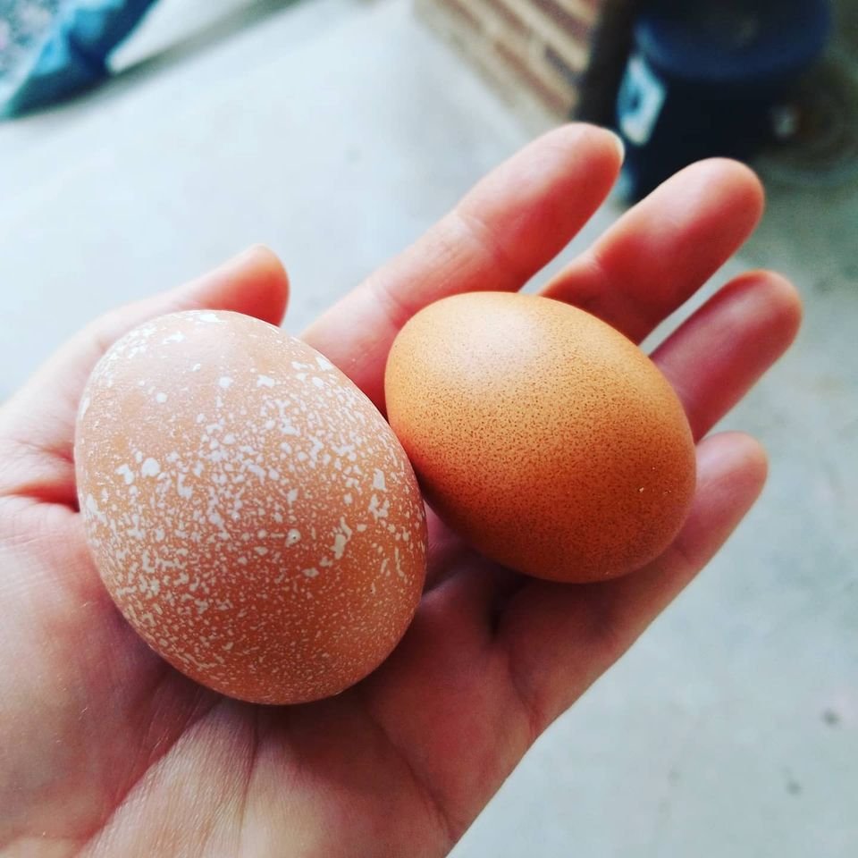 My Eggs.jpg