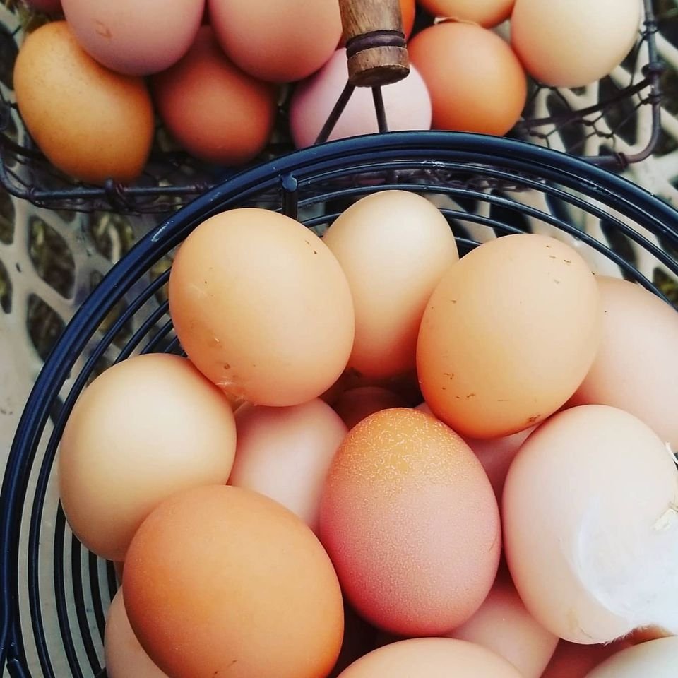 Farm Fresh Eggs Girls 3.jpg